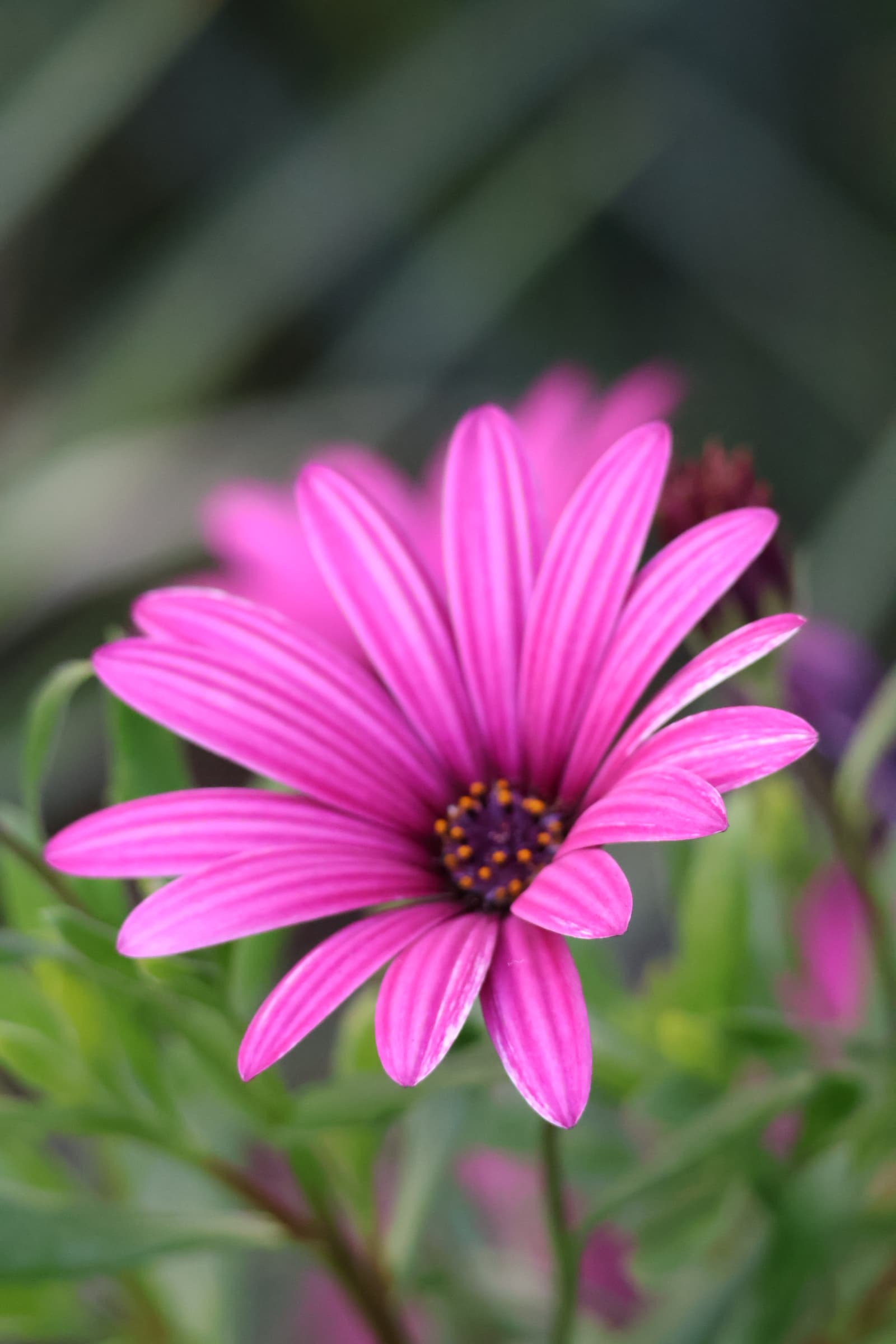 Flower 359