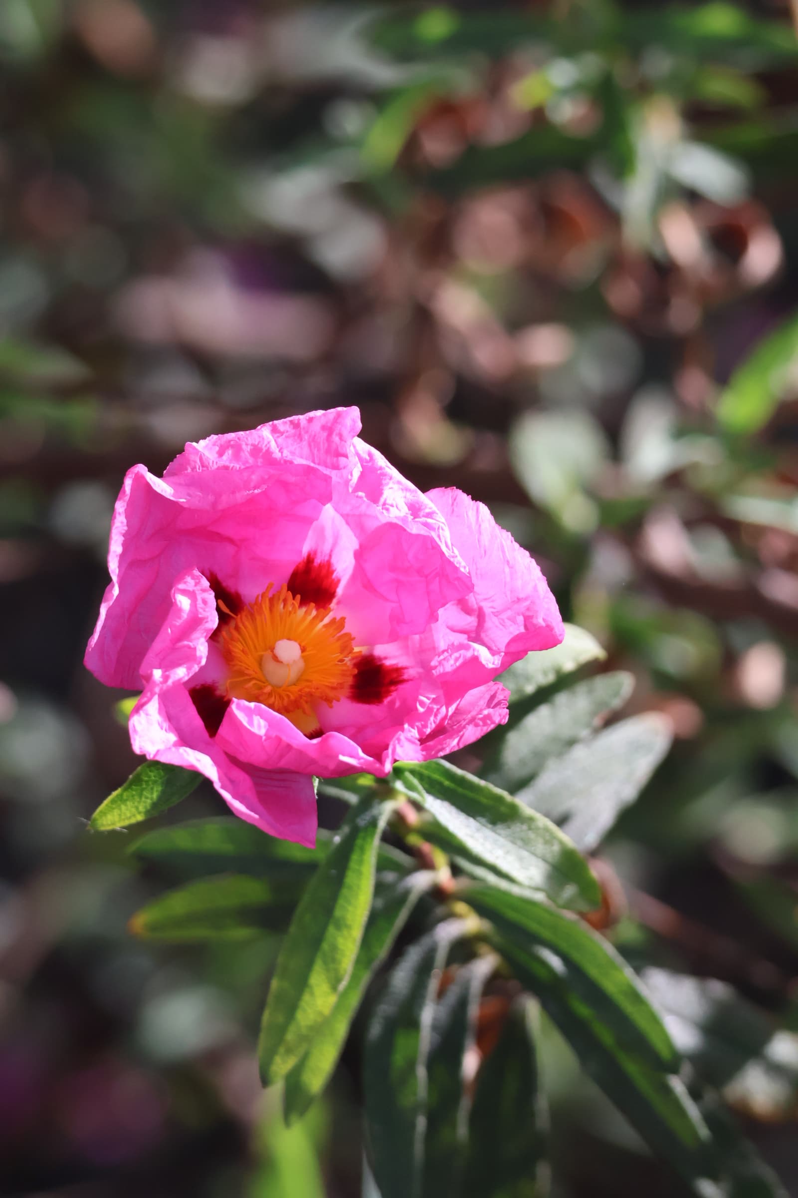 Flower 240