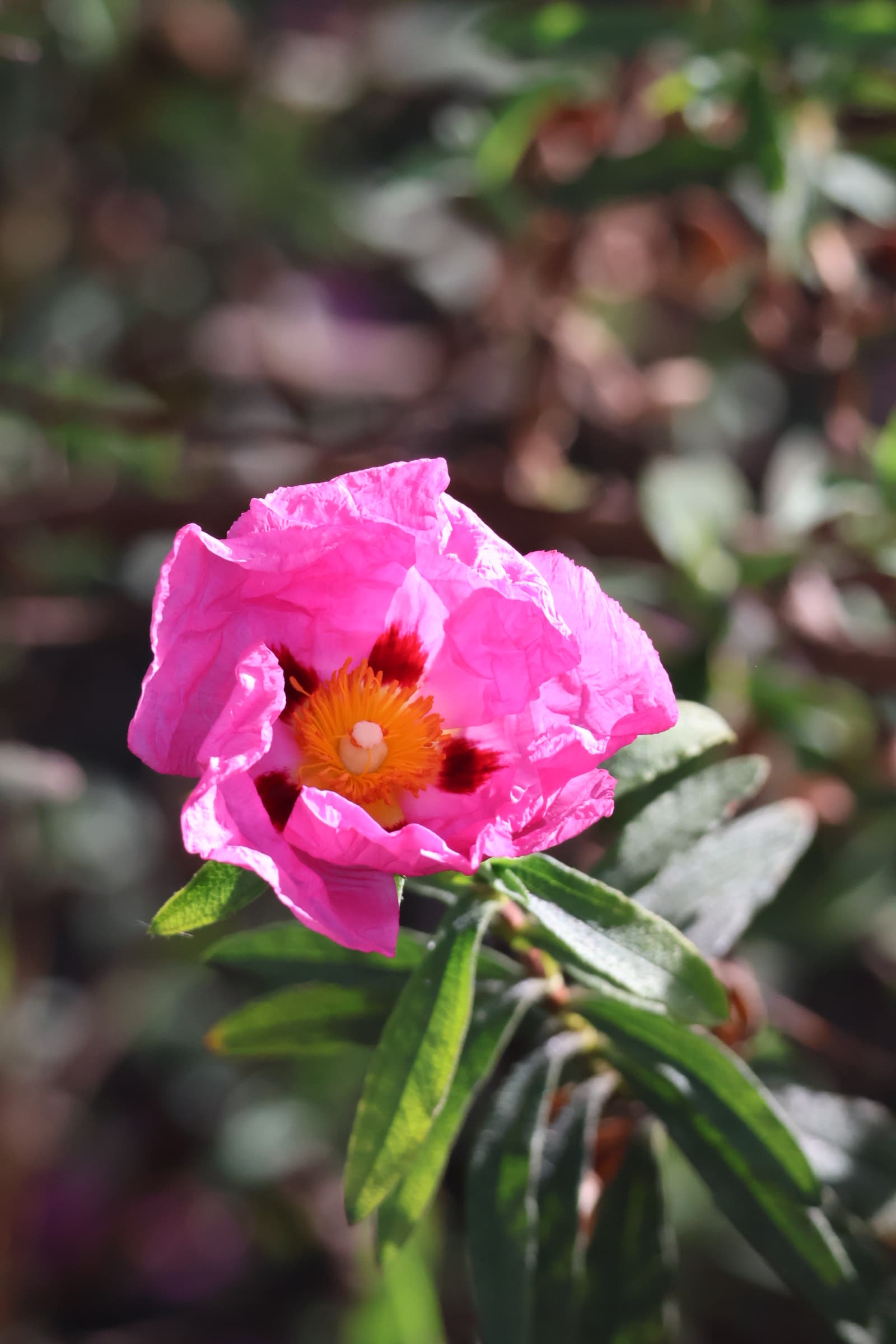 Flower 431