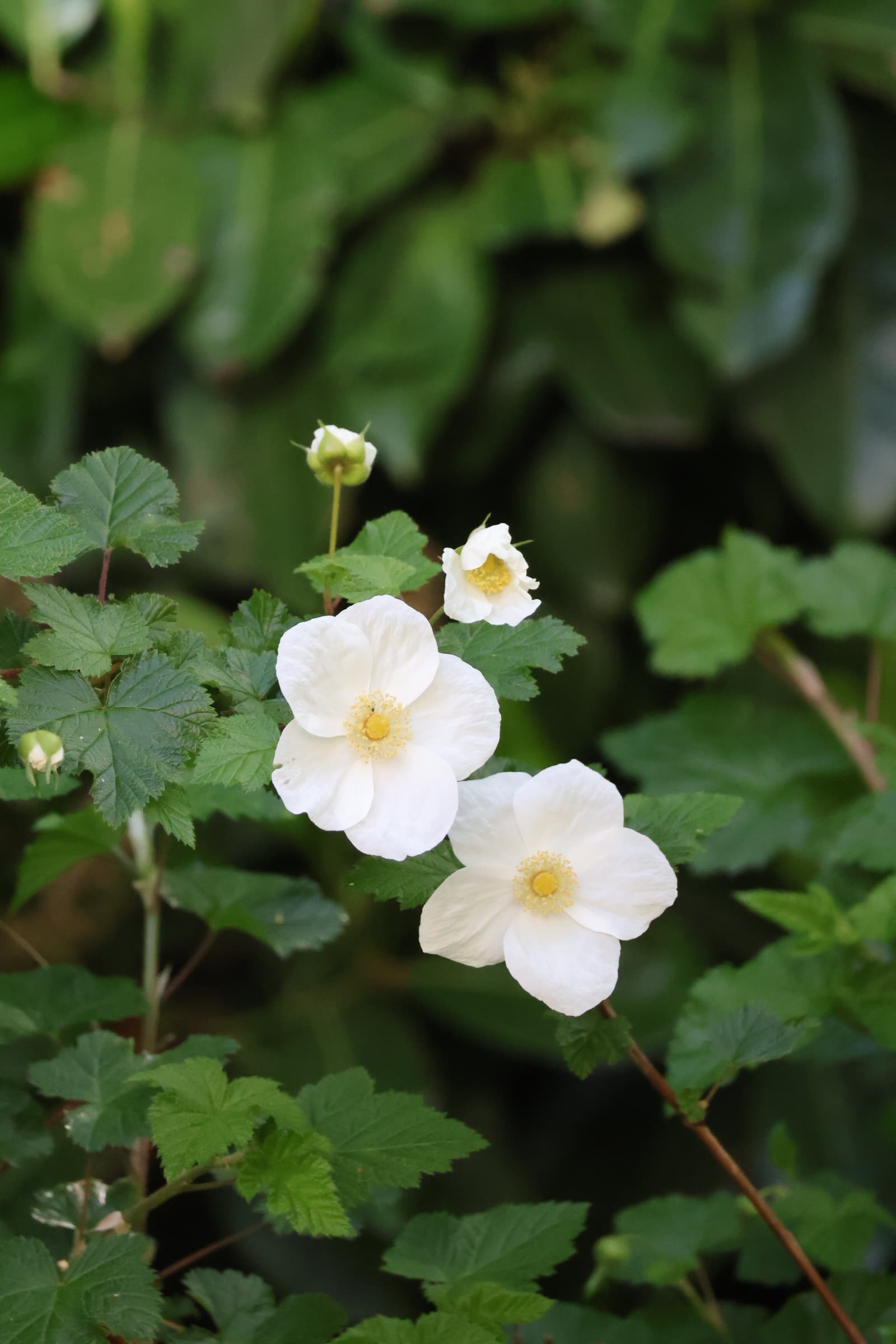 Flower 536