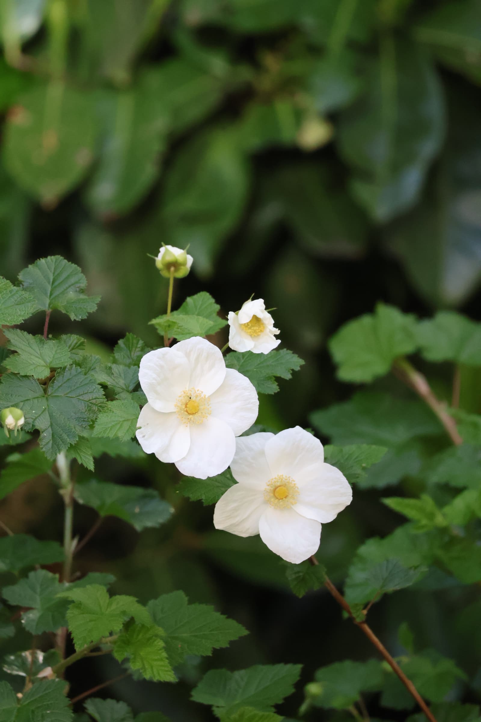 Flower 424