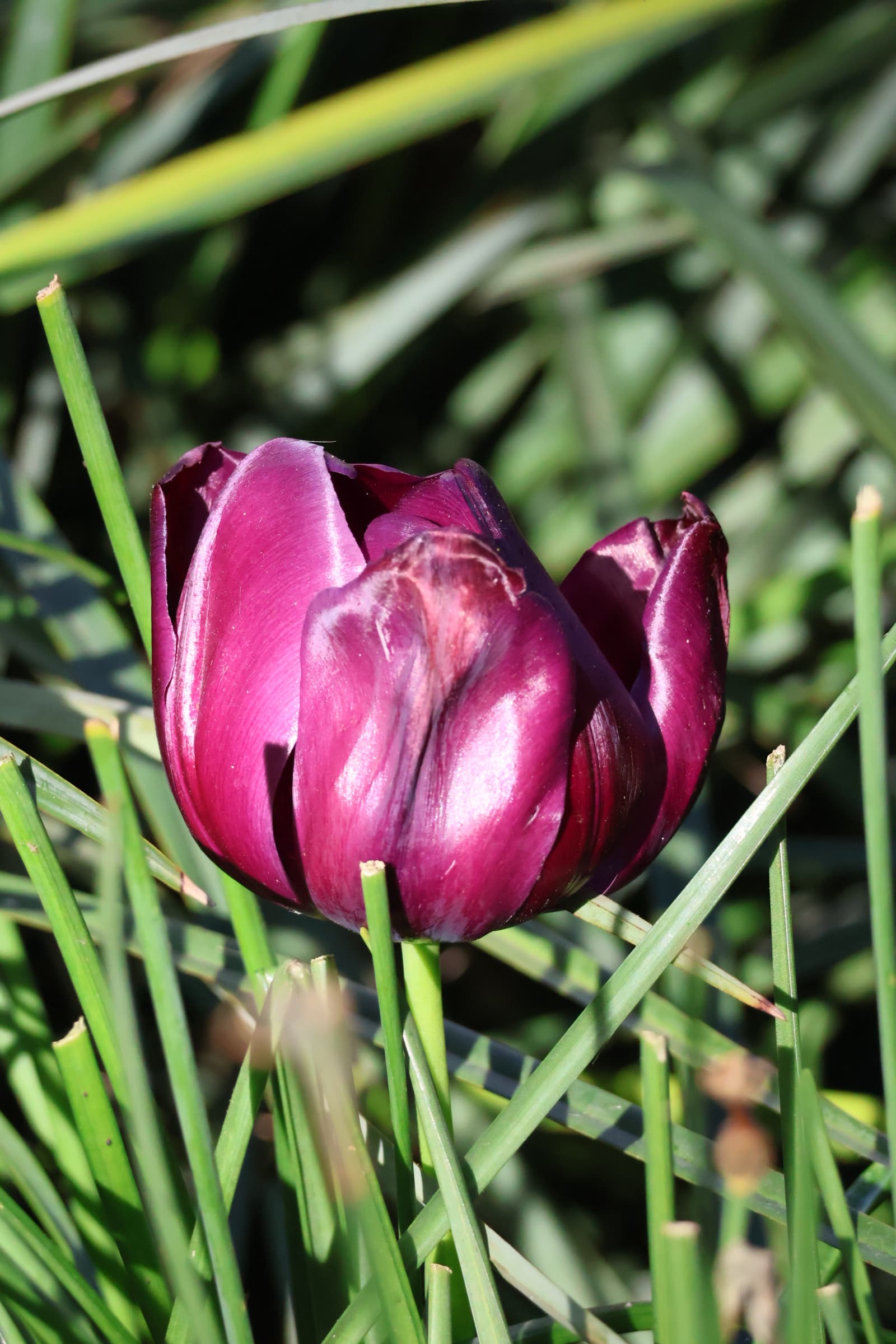 Flower 44