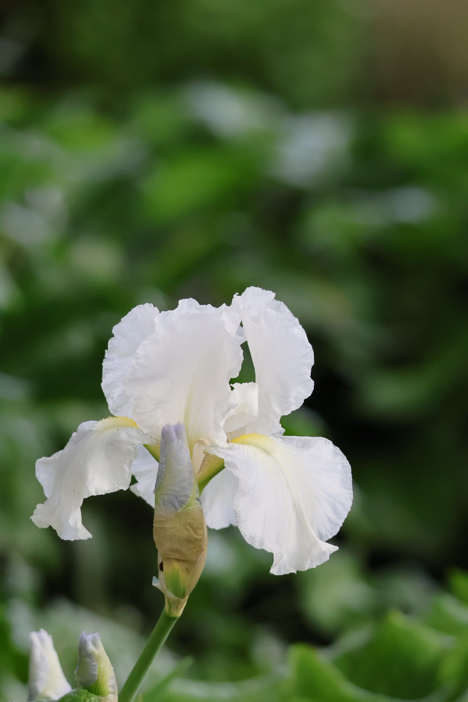 Flower 501