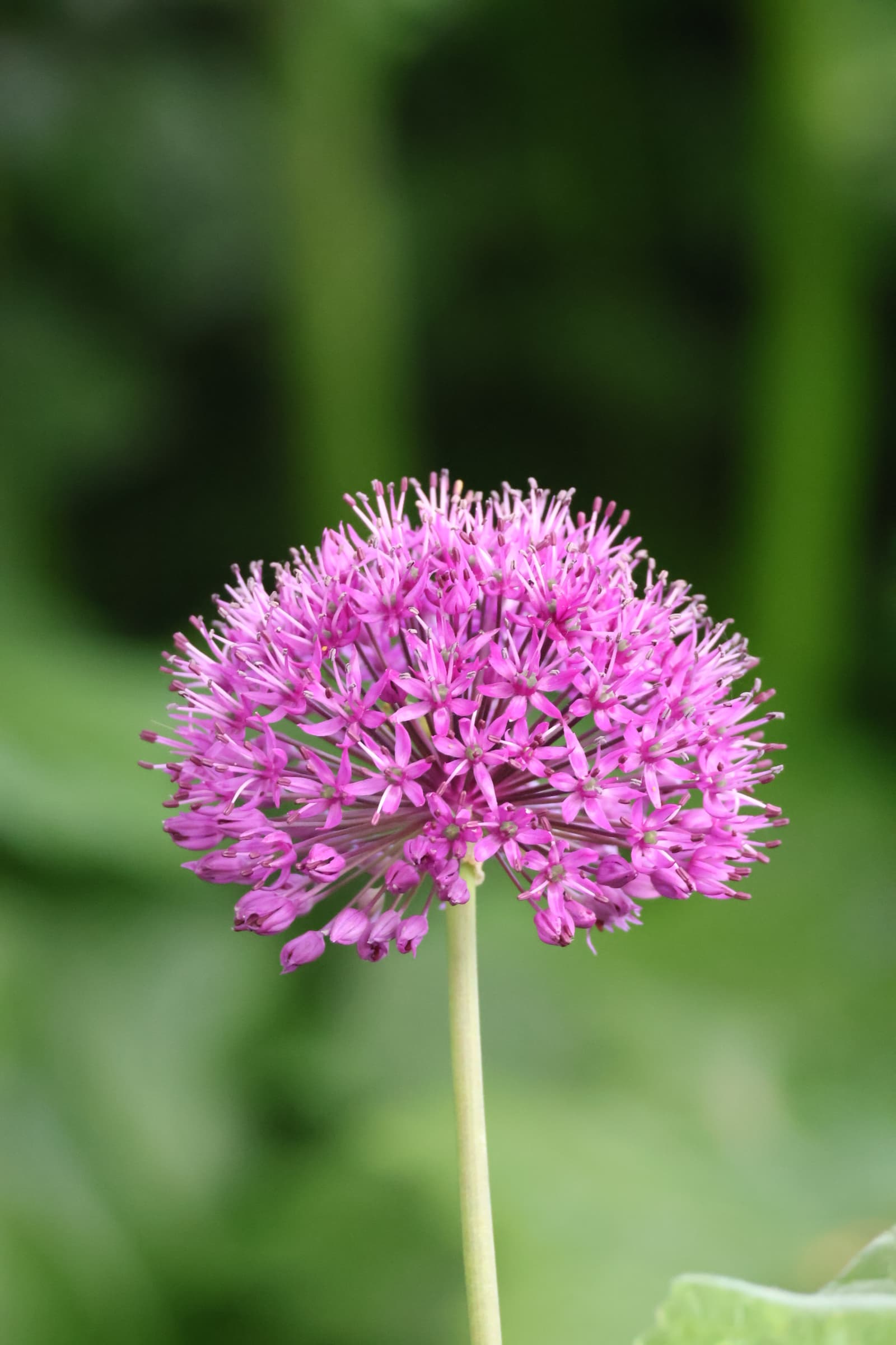 Flower 325