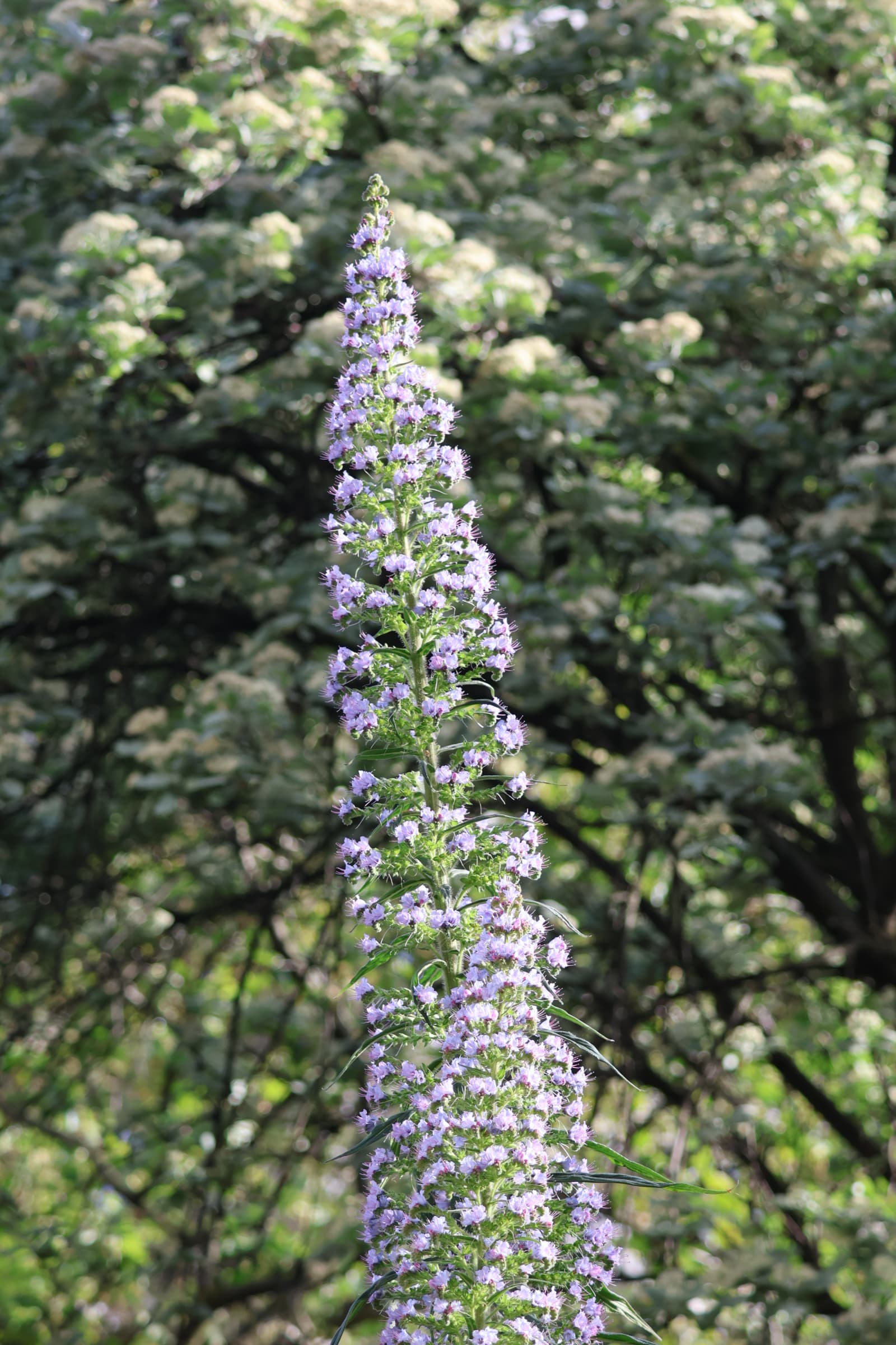 Flower 35
