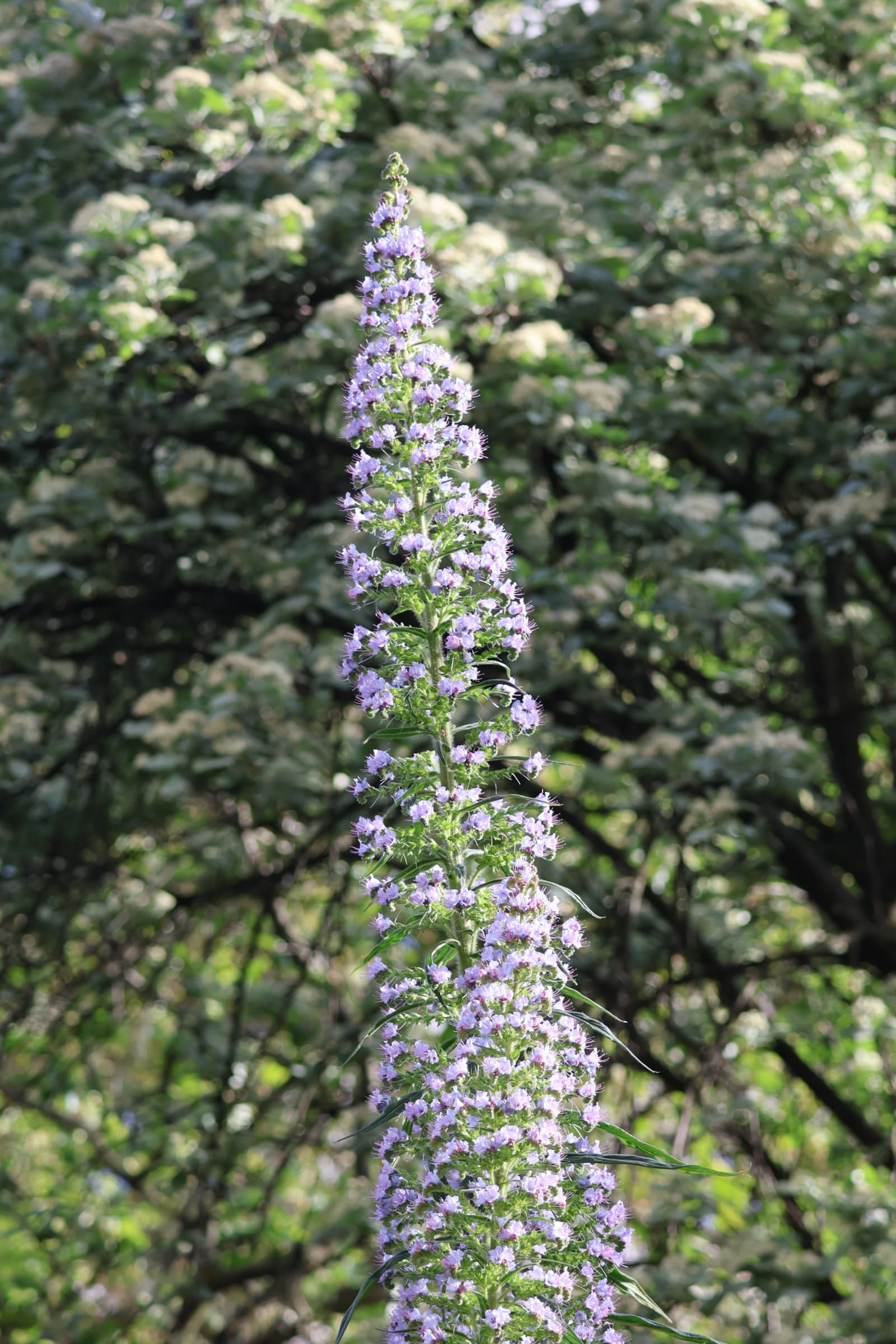 Flower 306