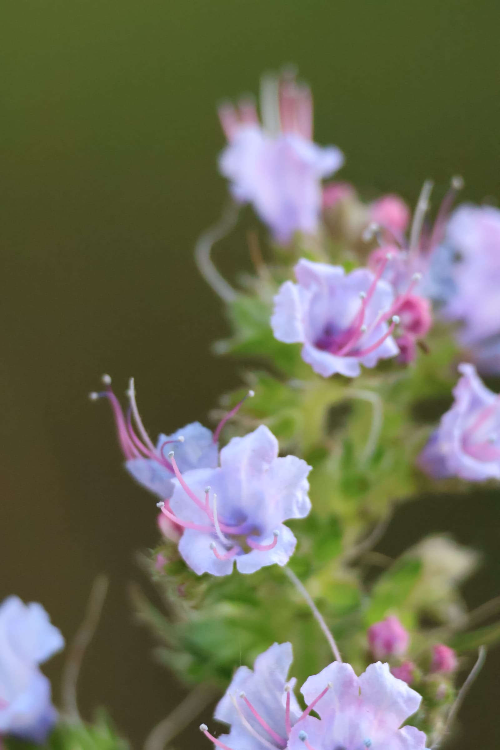 Flower 231
