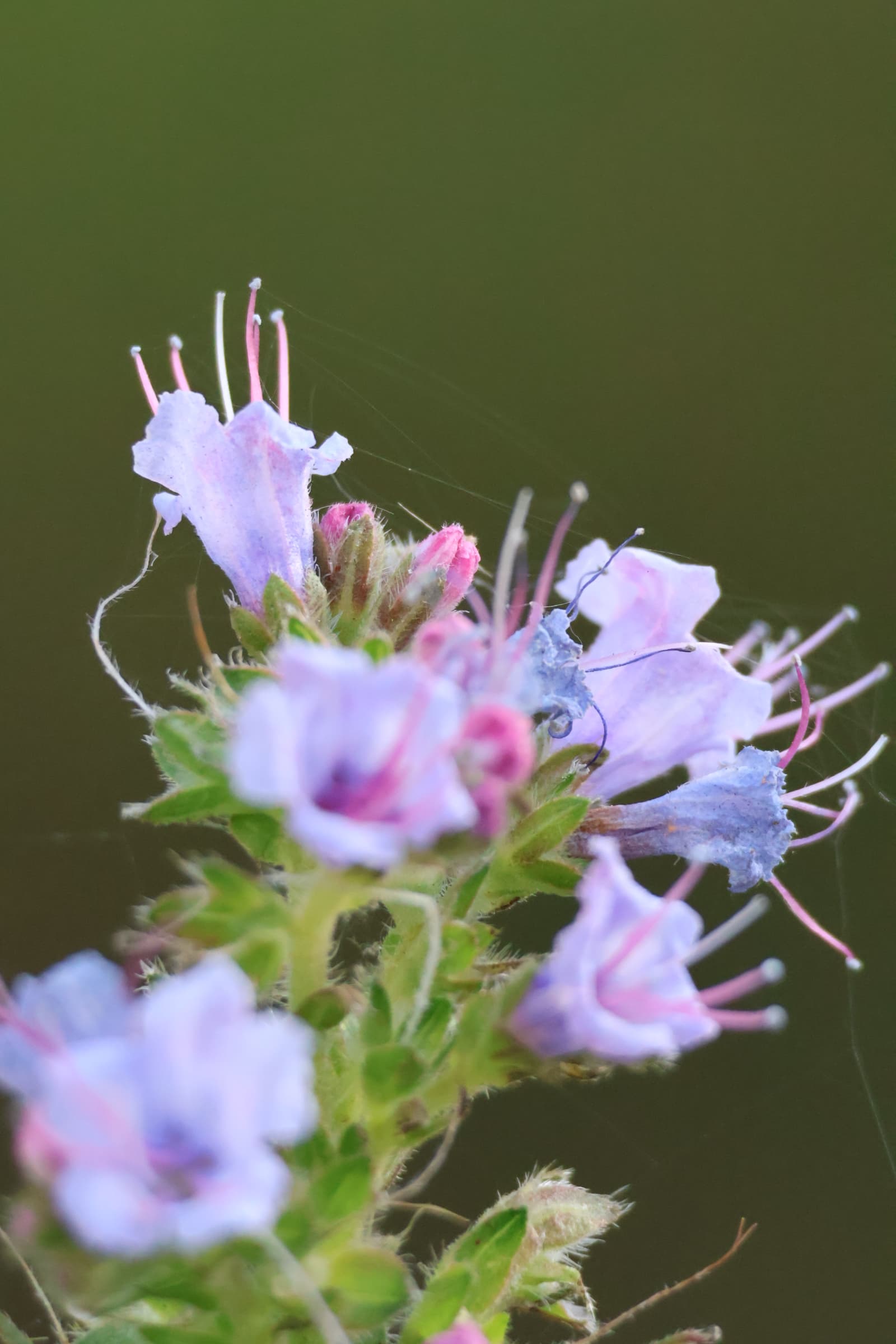 Flower 407