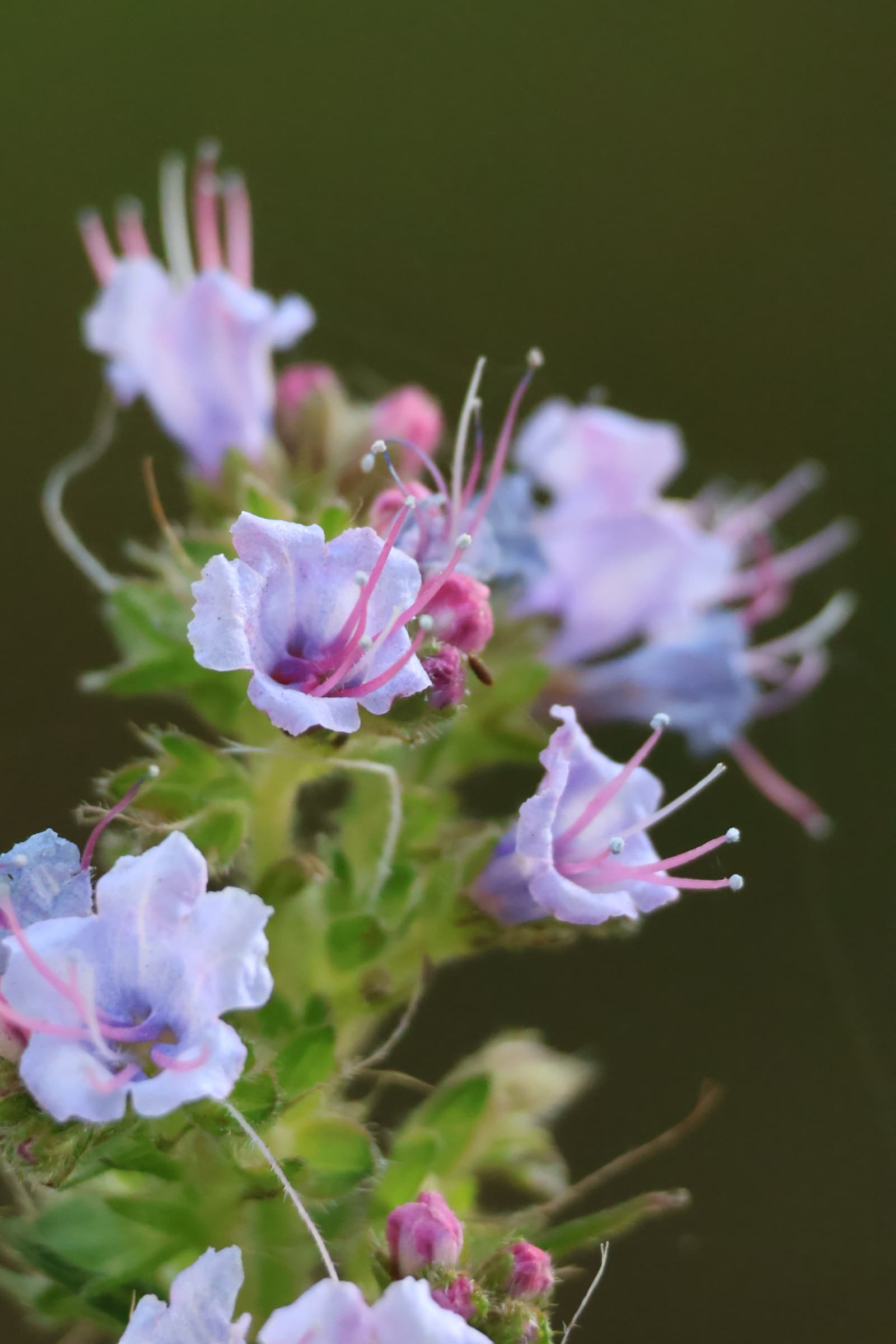 Flower 417