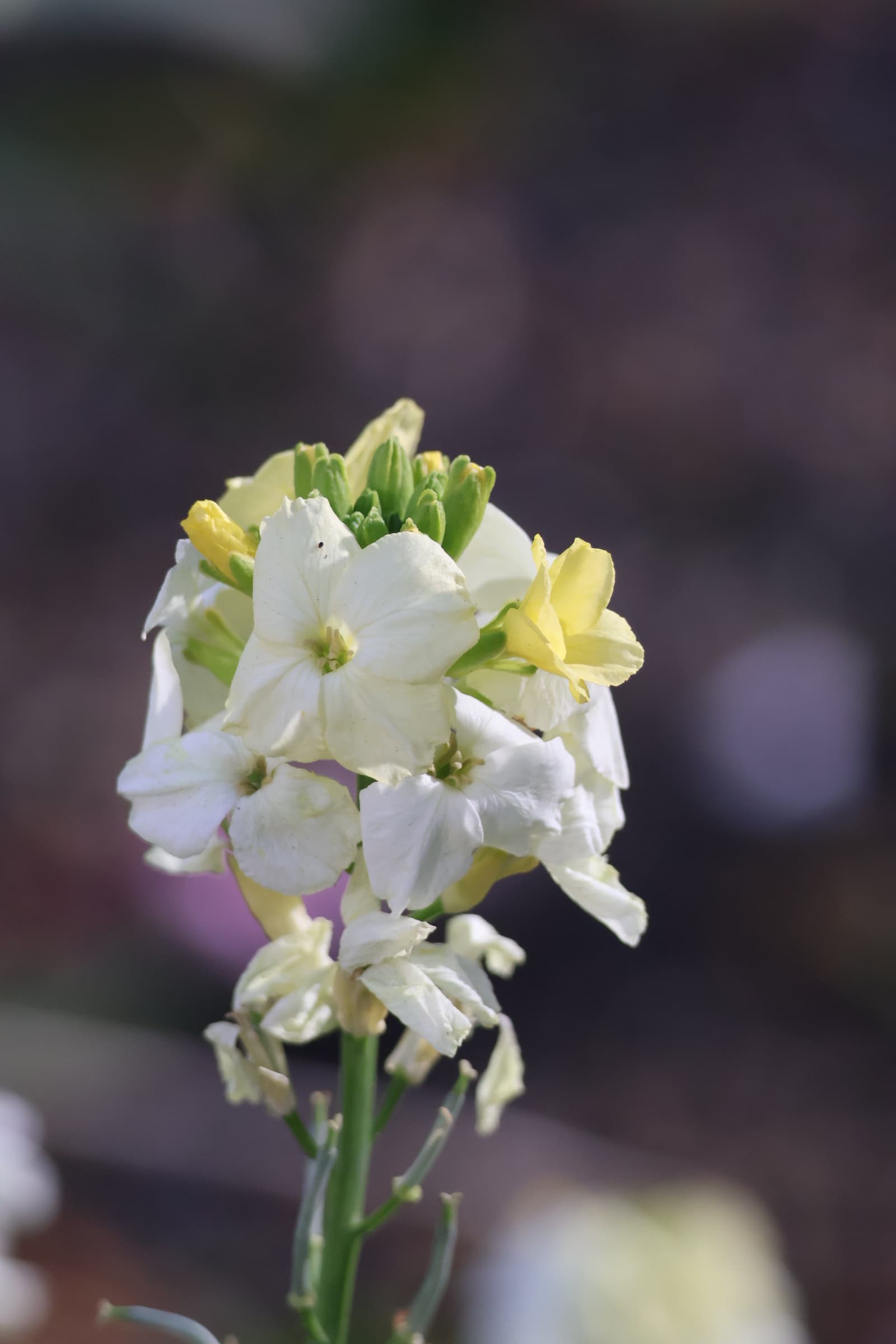 Flower 200