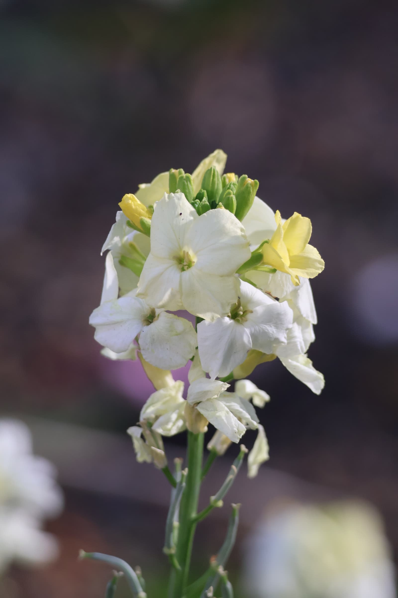 Flower 487