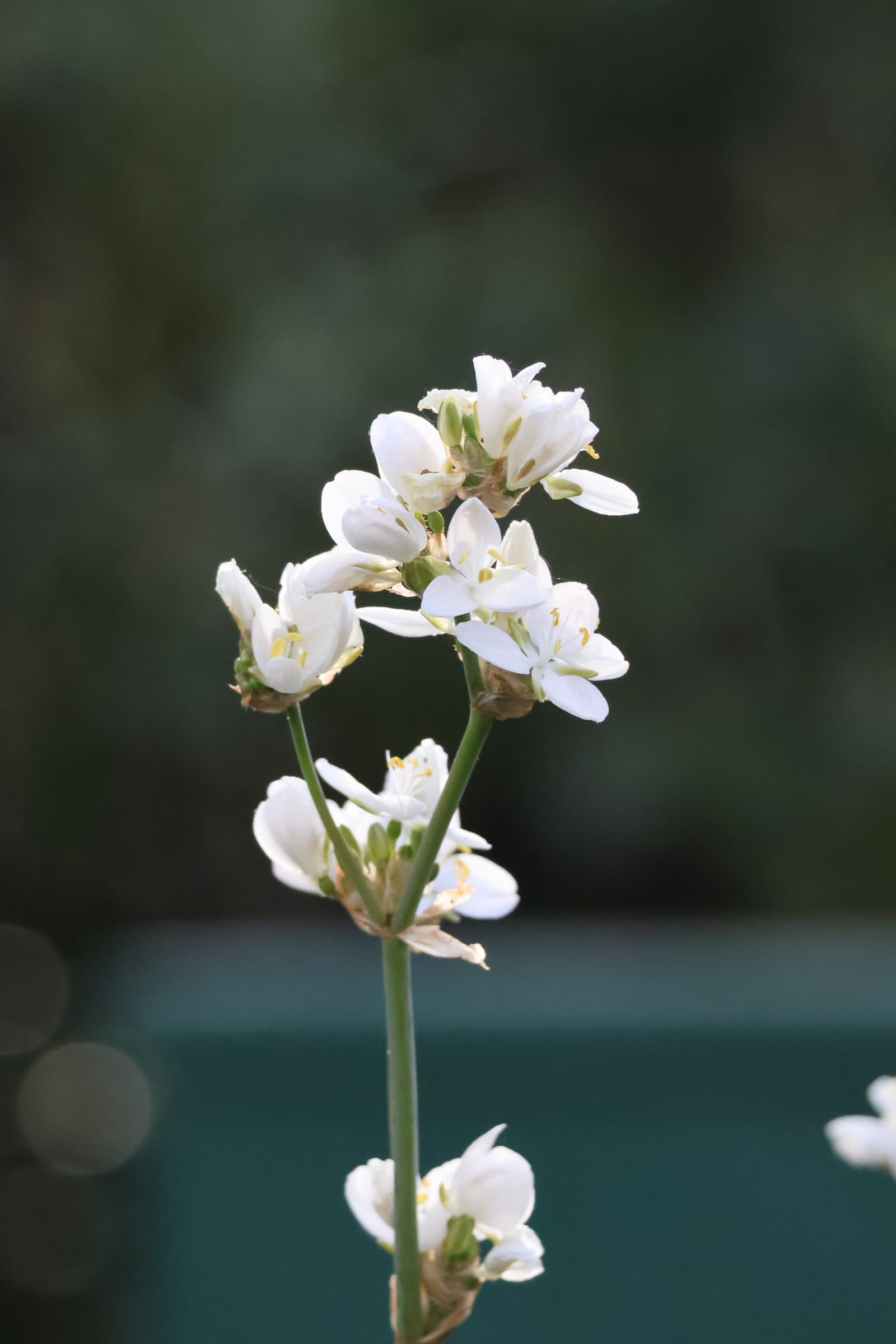 Flower 459