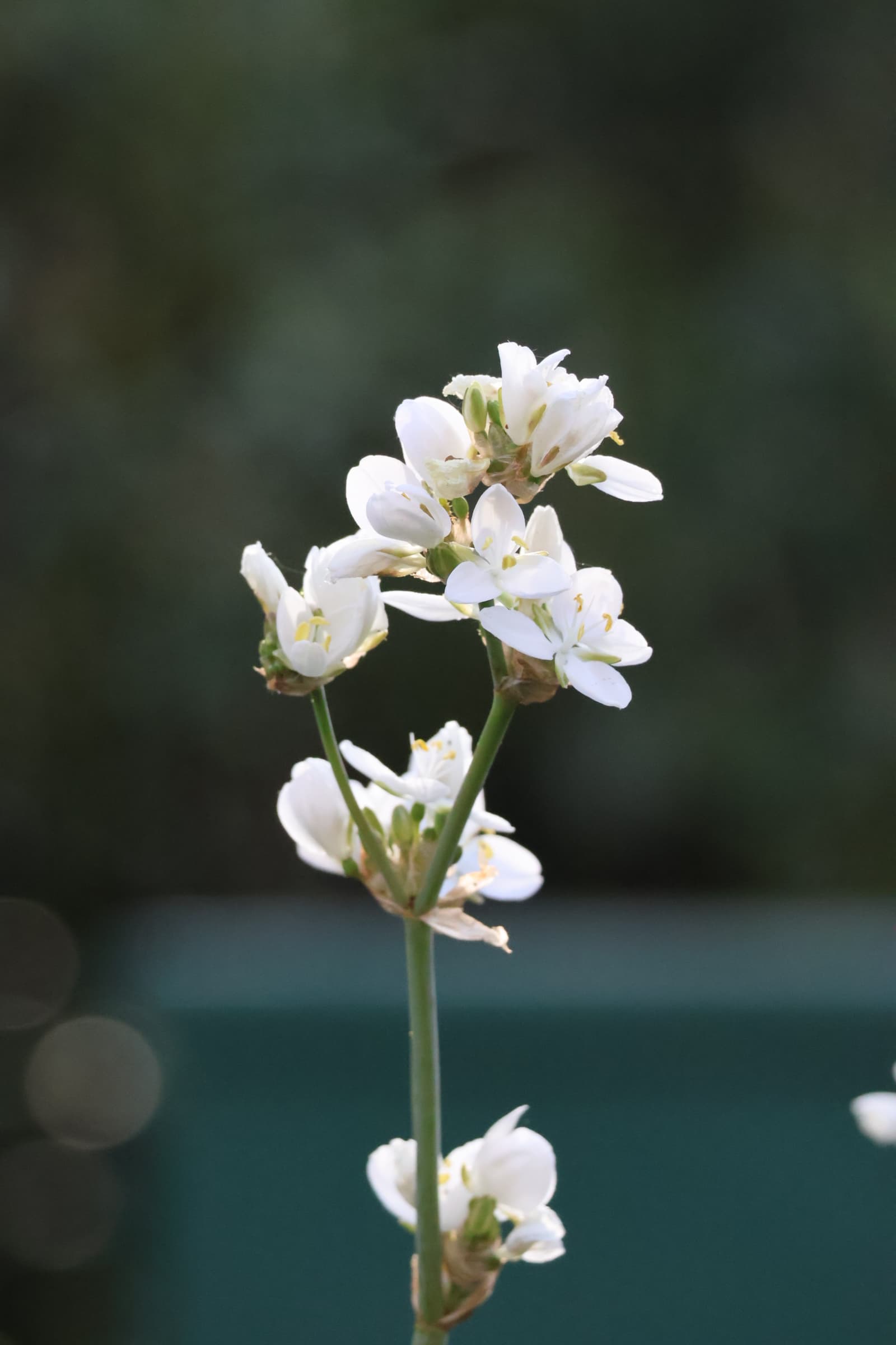 Flower 129