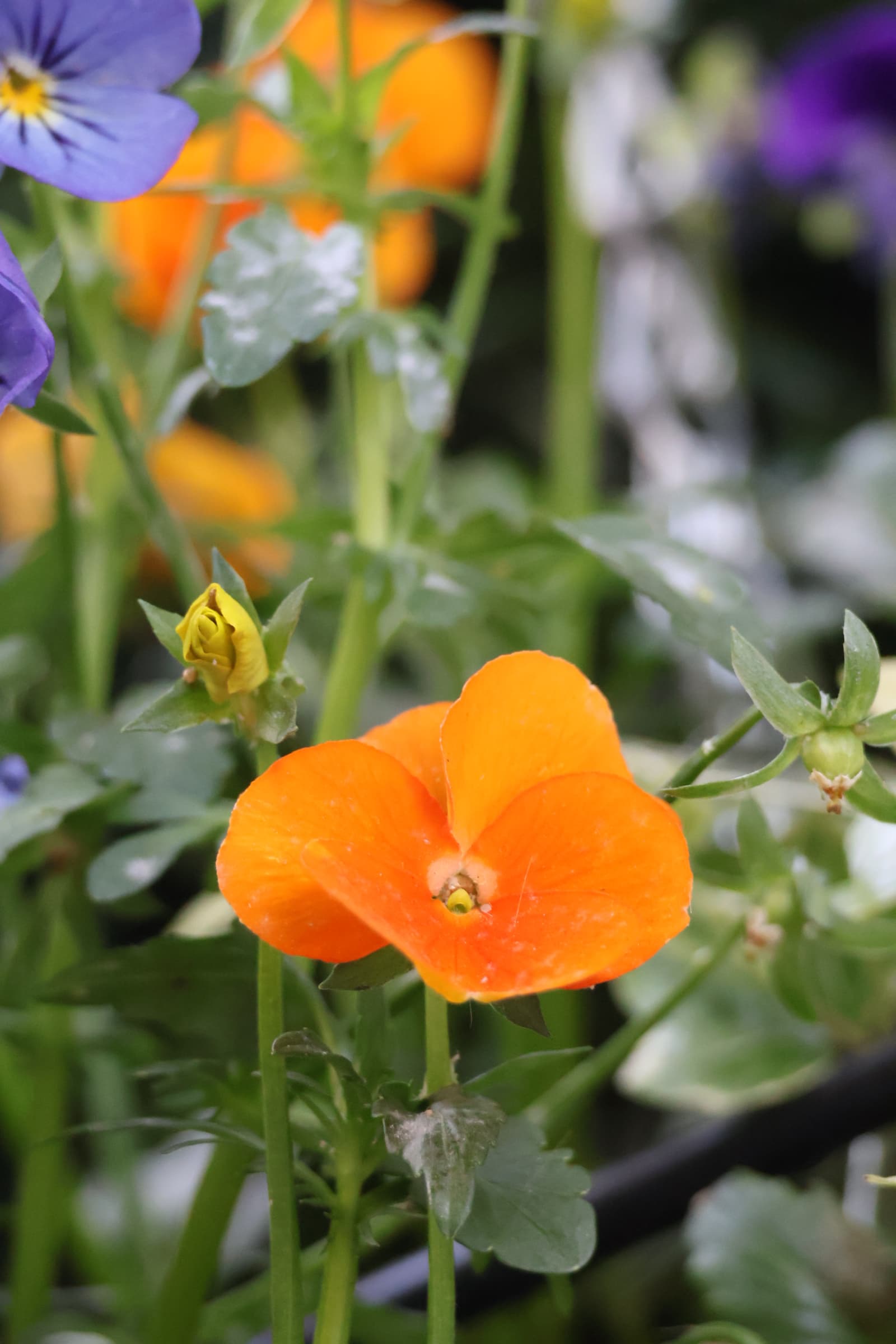 Flower 140