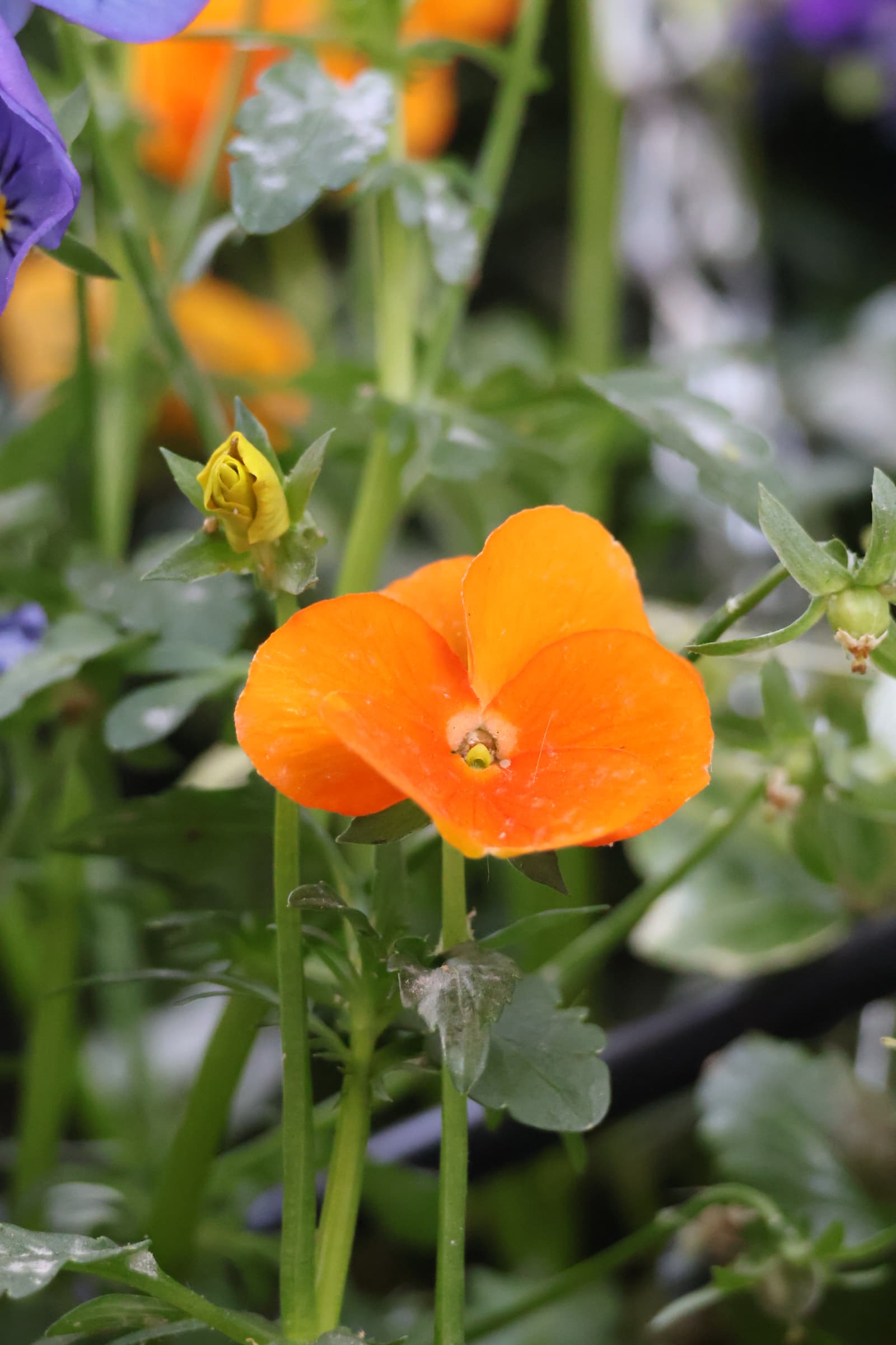 Flower 206