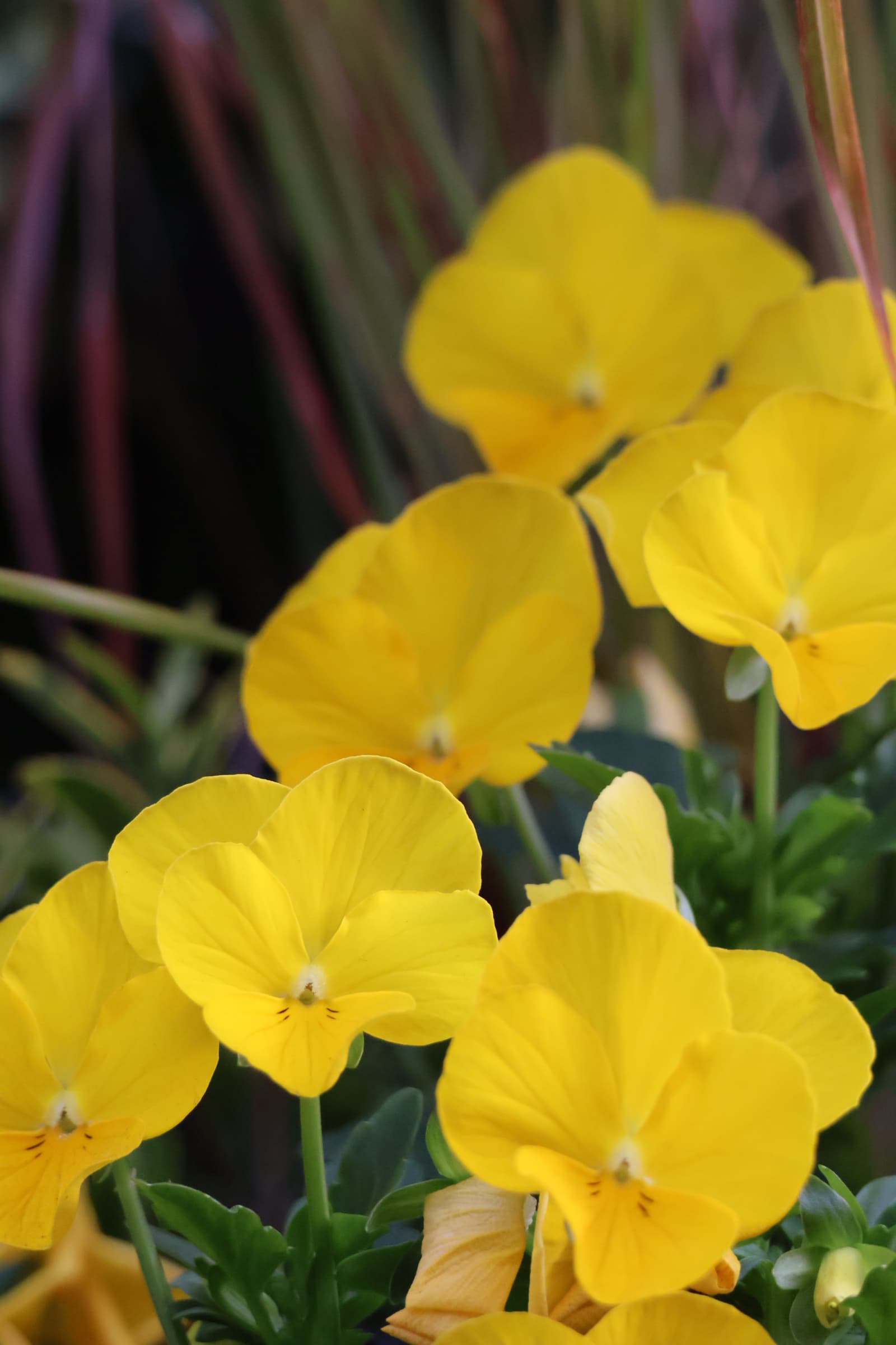 Flower 328