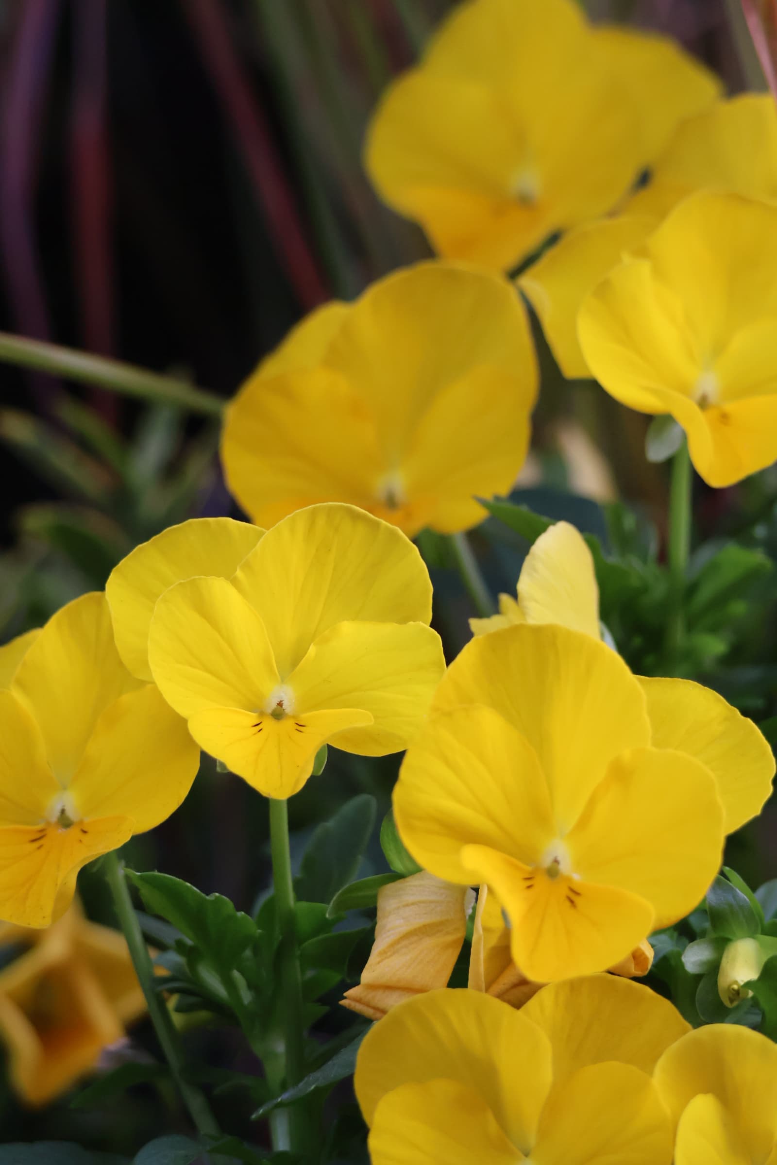 Flower 252