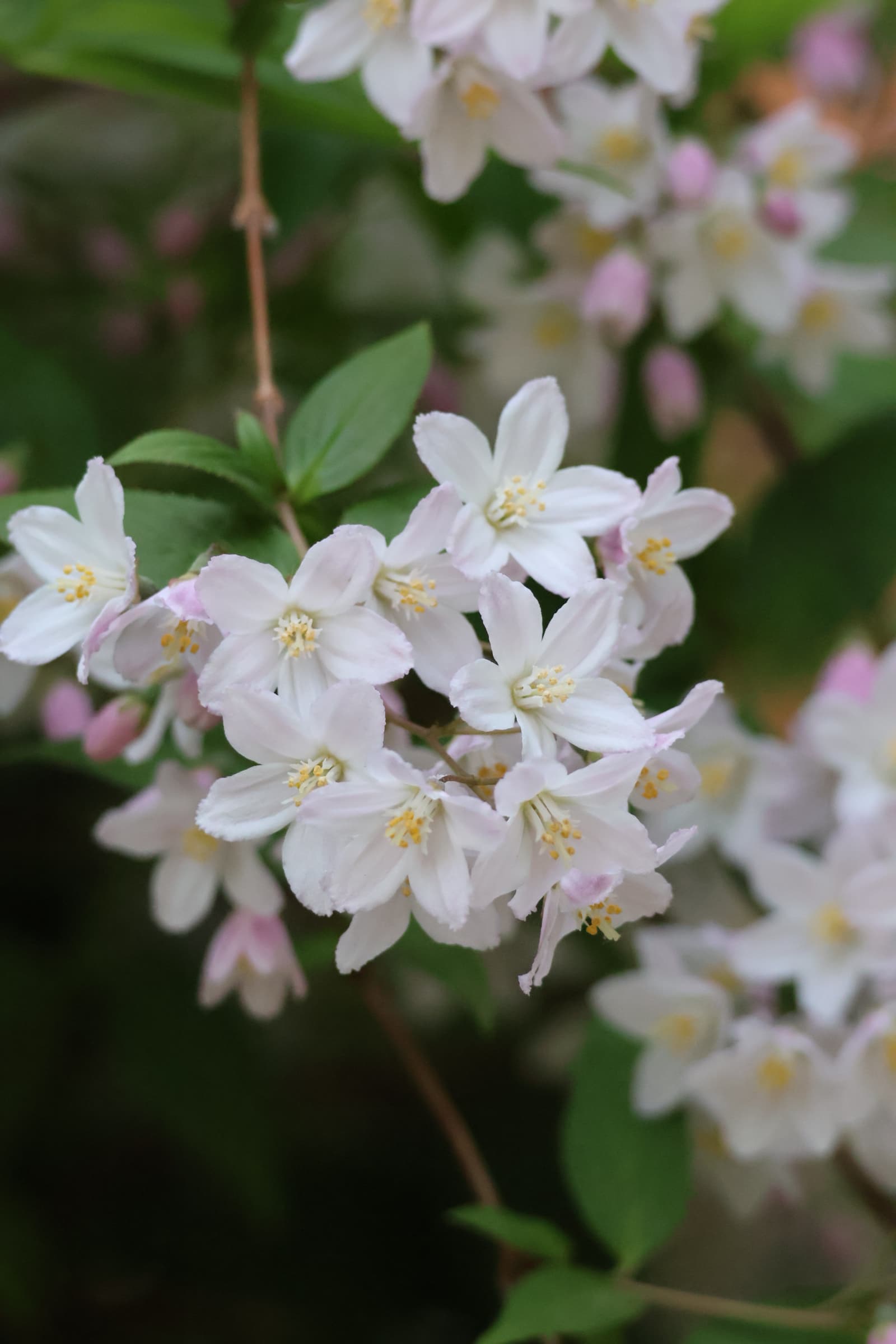 Flower 135