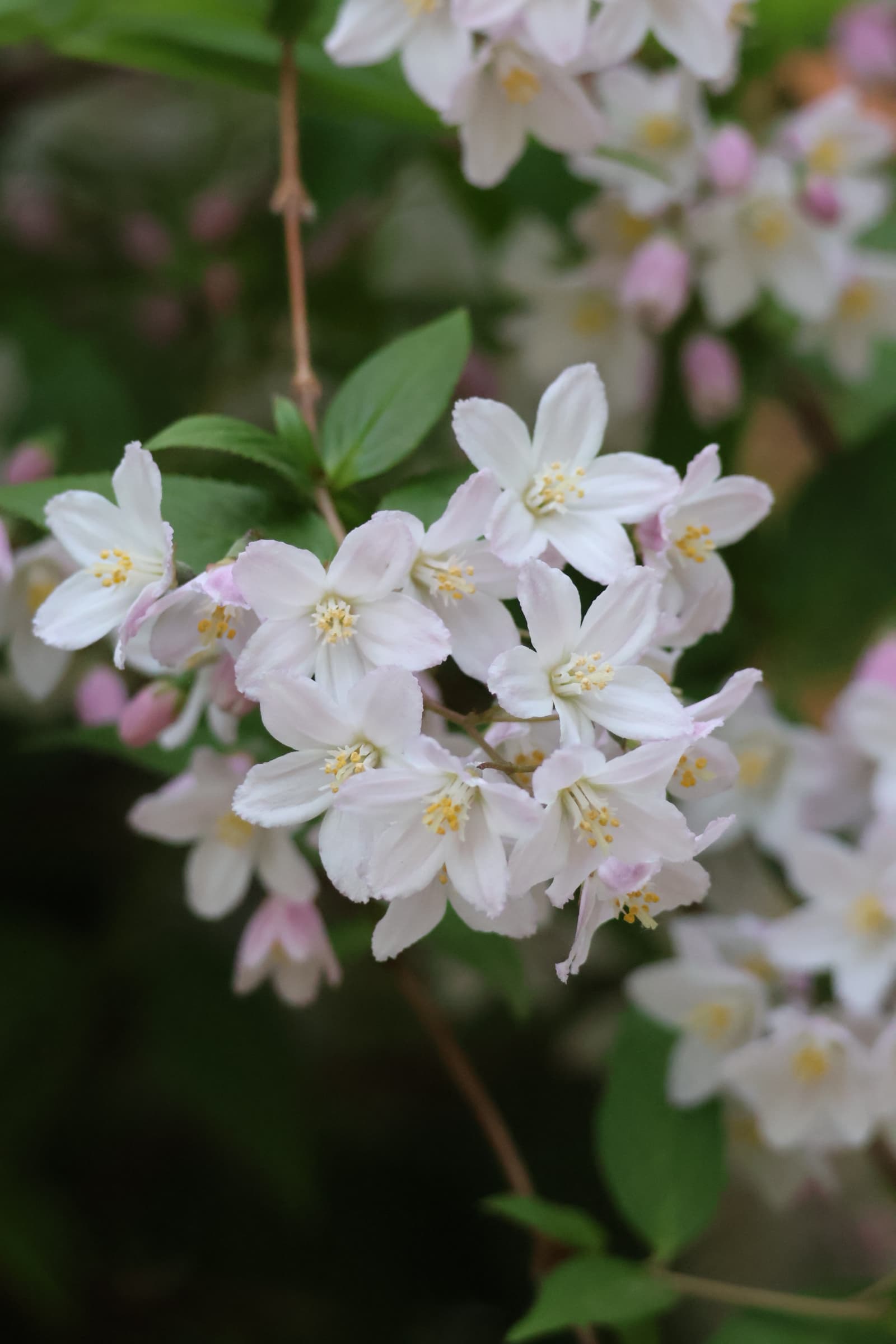 Flower 496