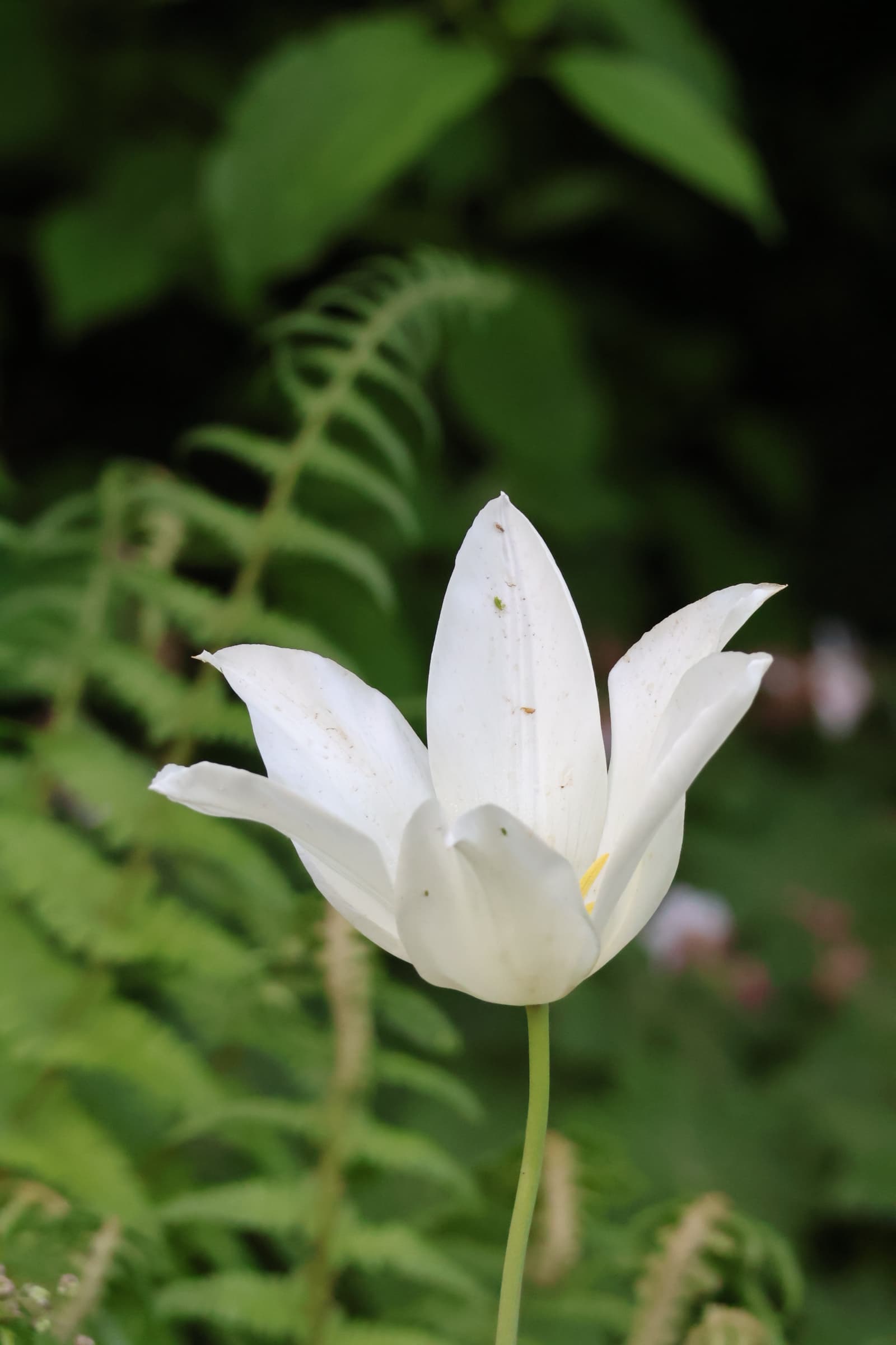Flower 46