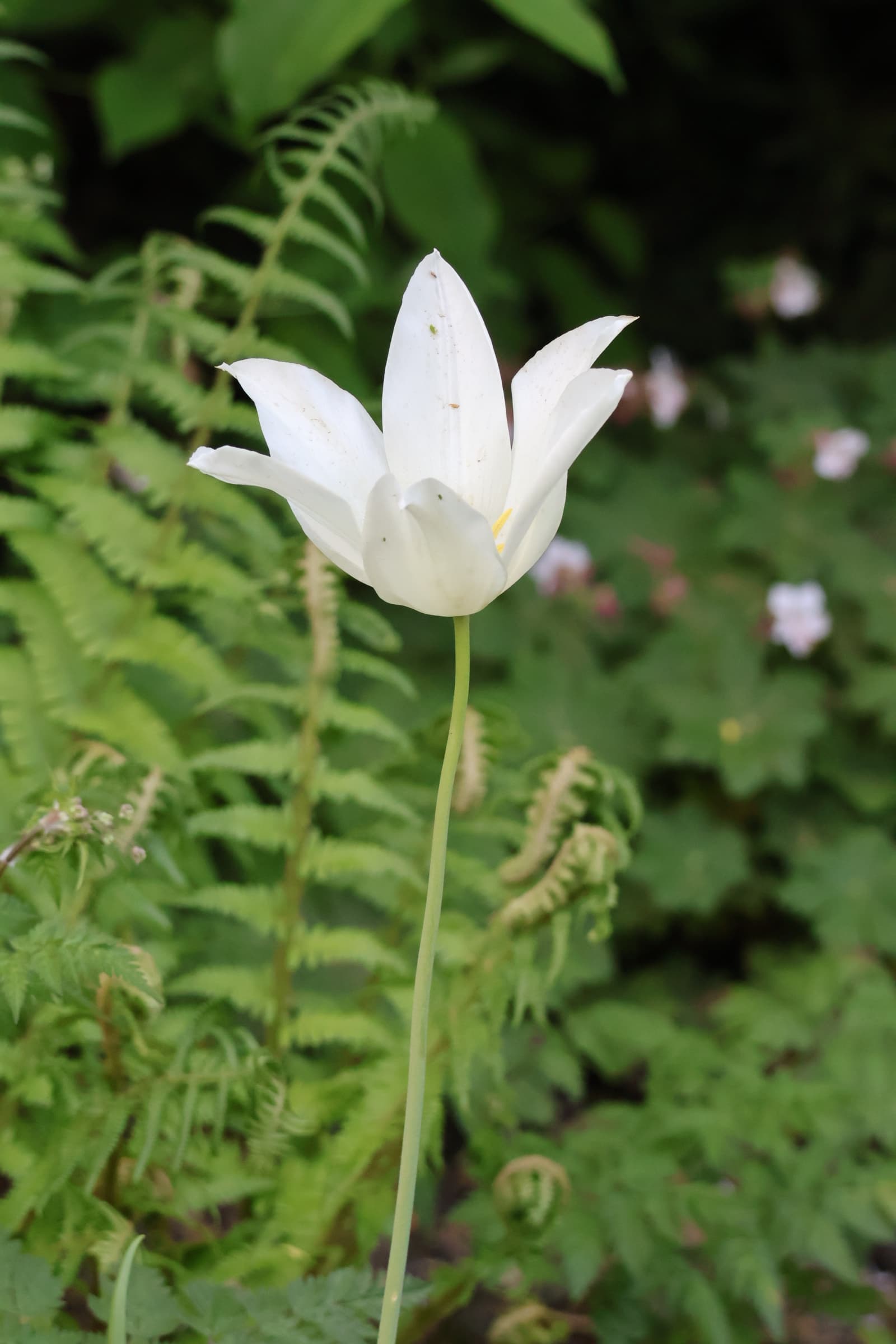Flower 373