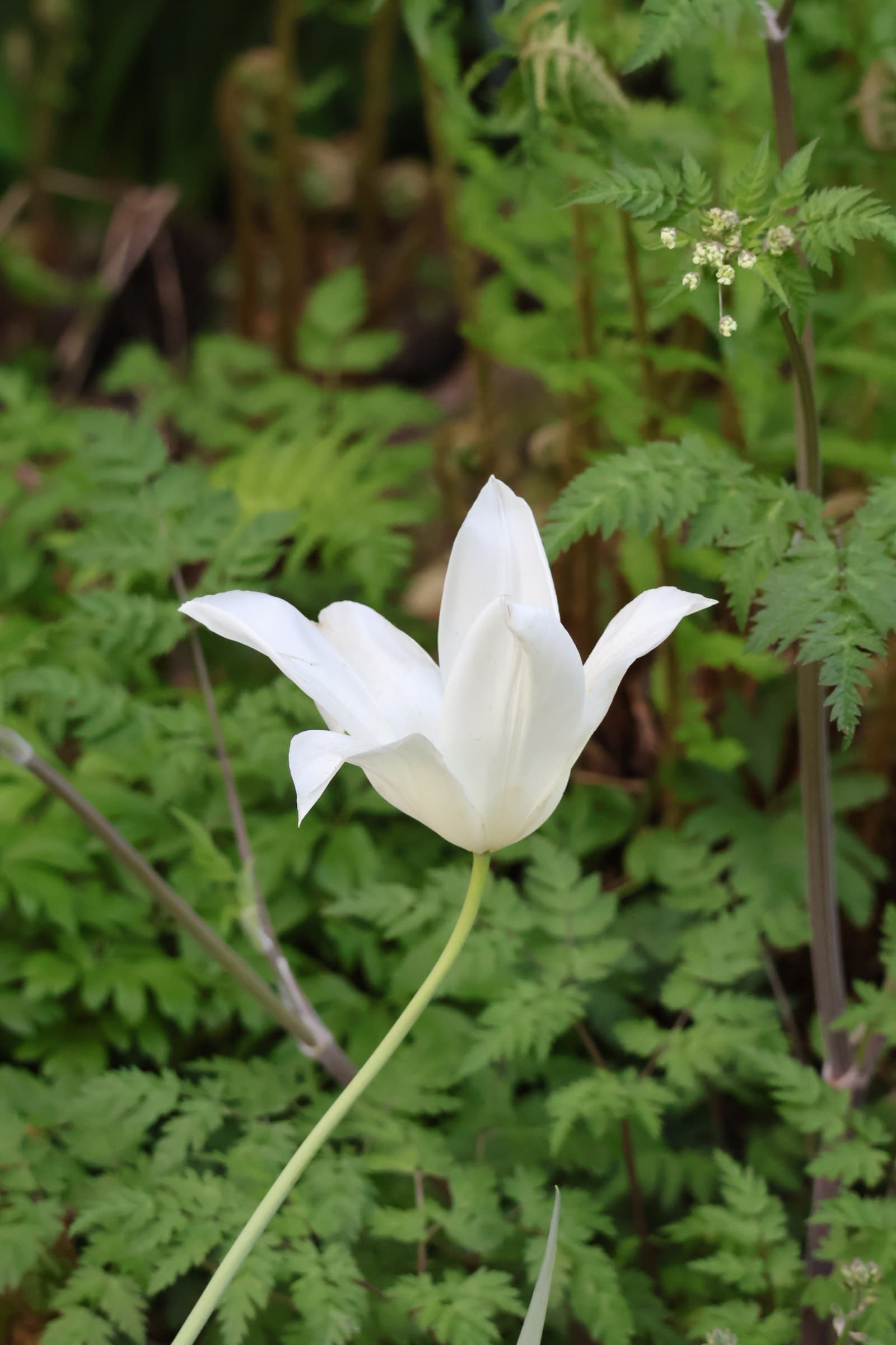 Flower 315