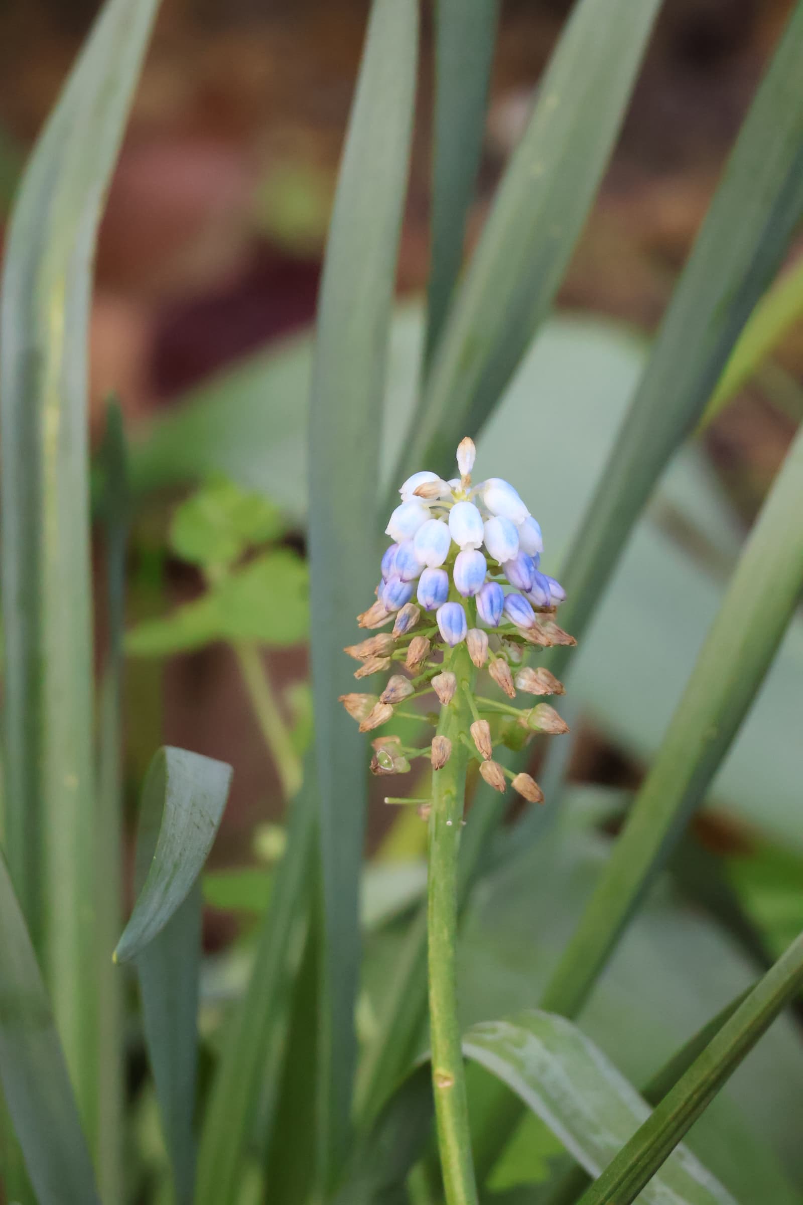 Flower 335