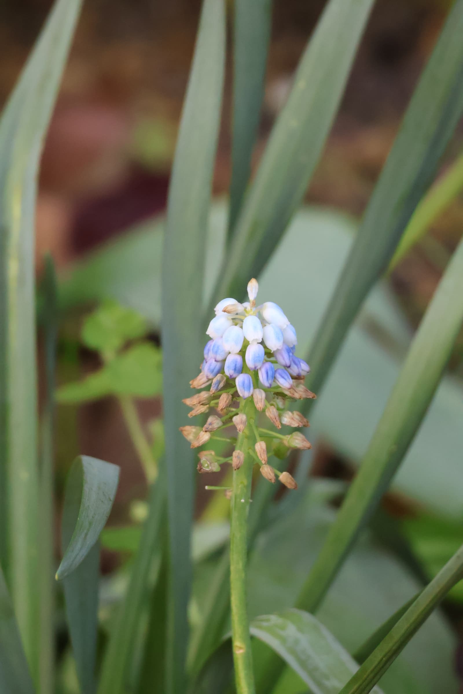 Flower 349