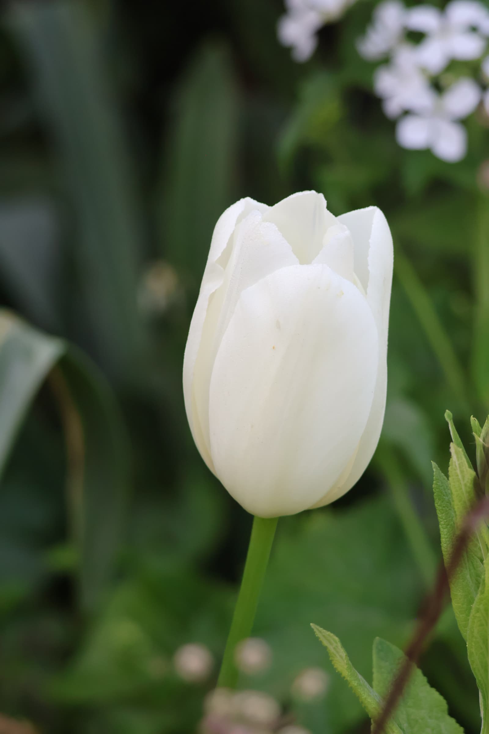 Flower 560