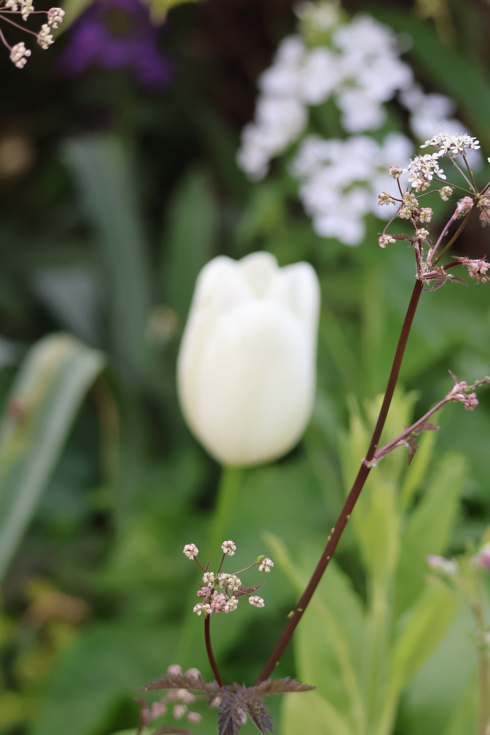 Flower 264