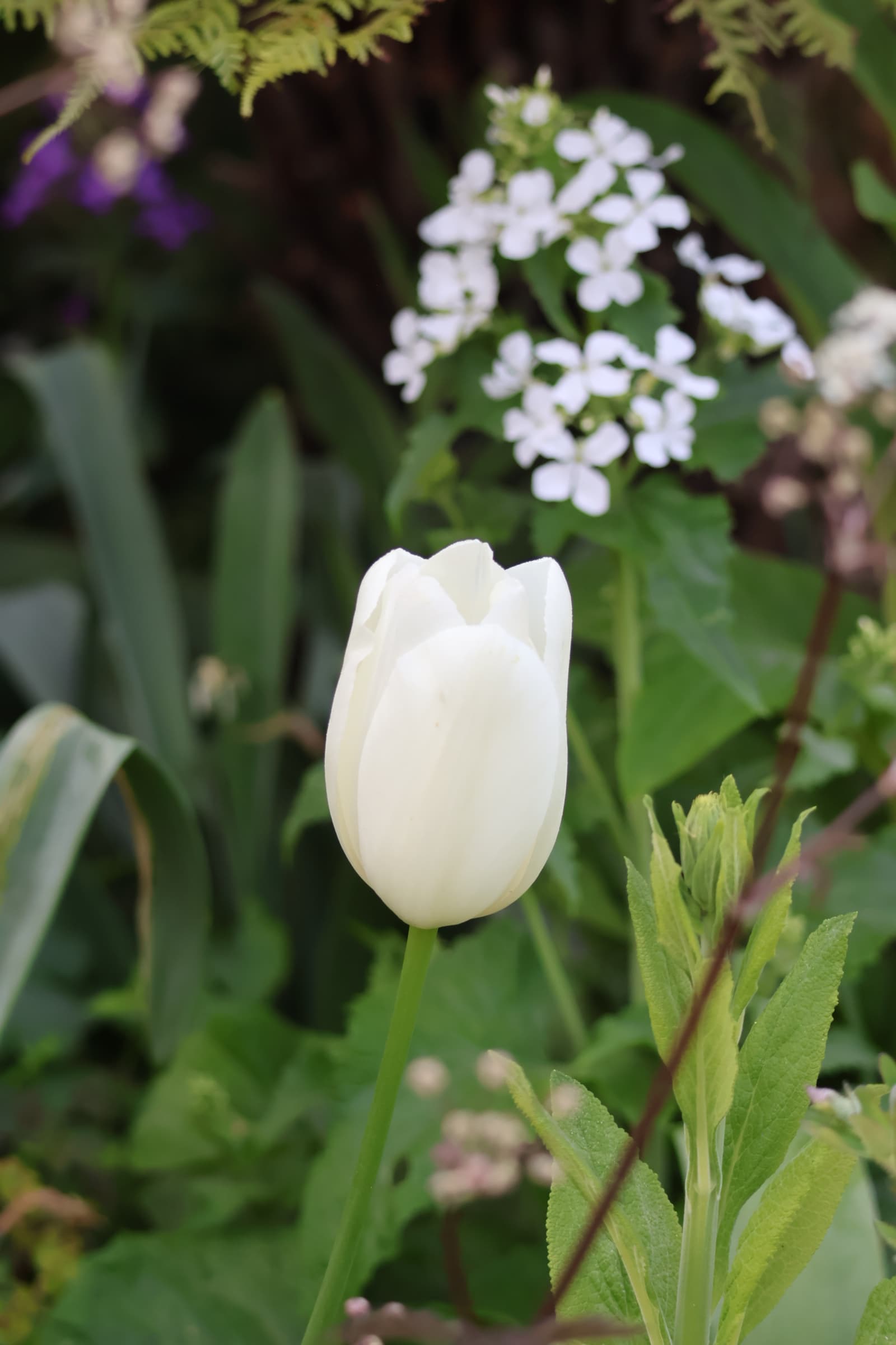 Flower 291