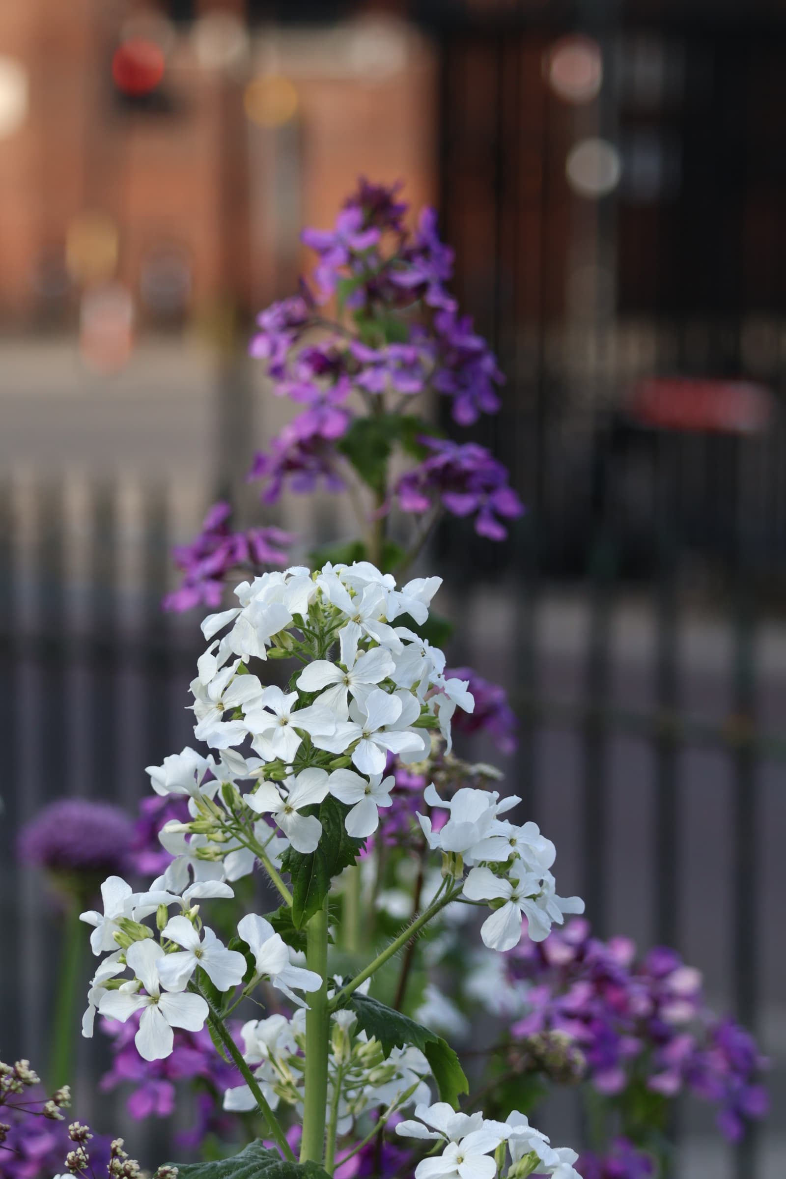 Flower 486
