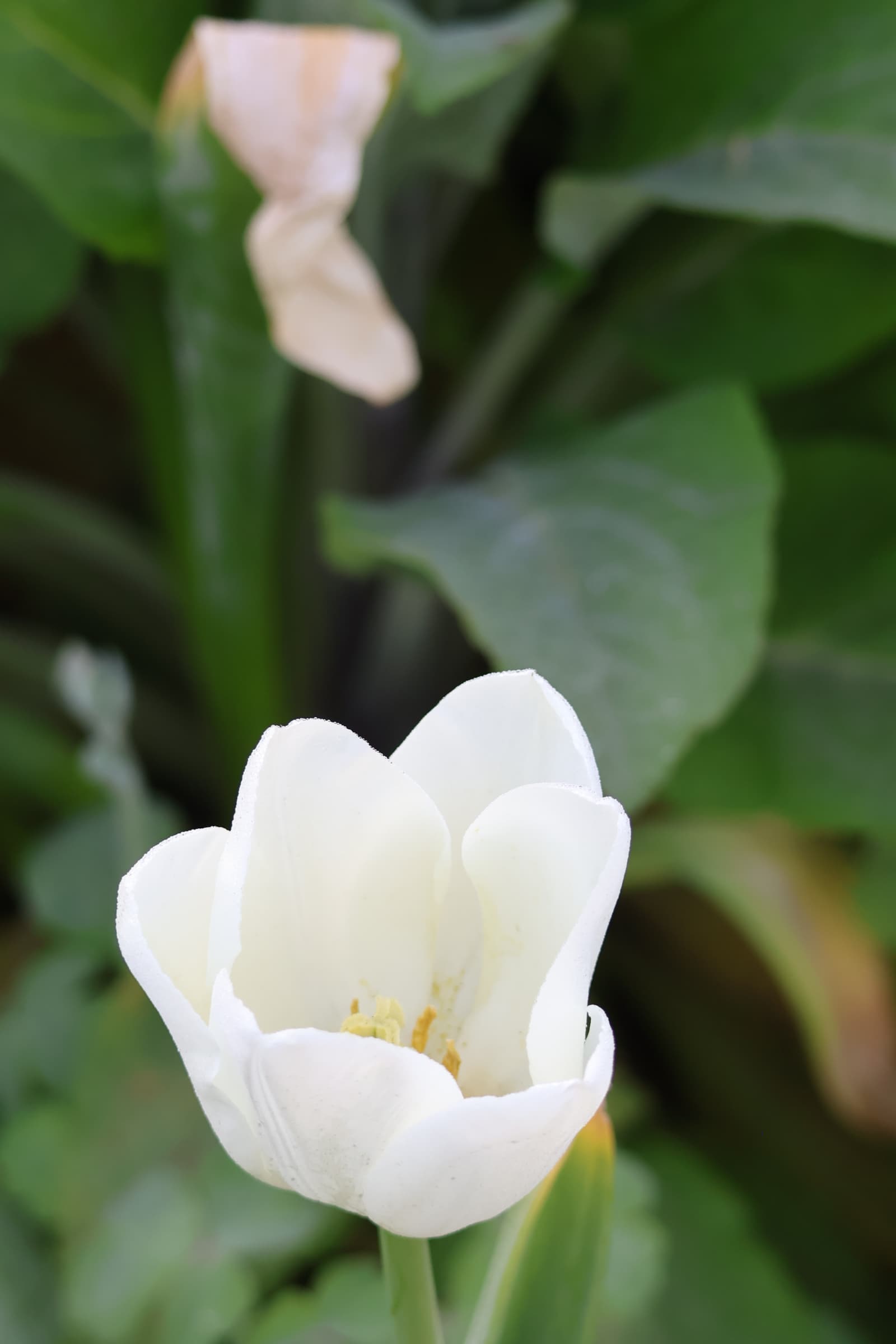 Flower 82