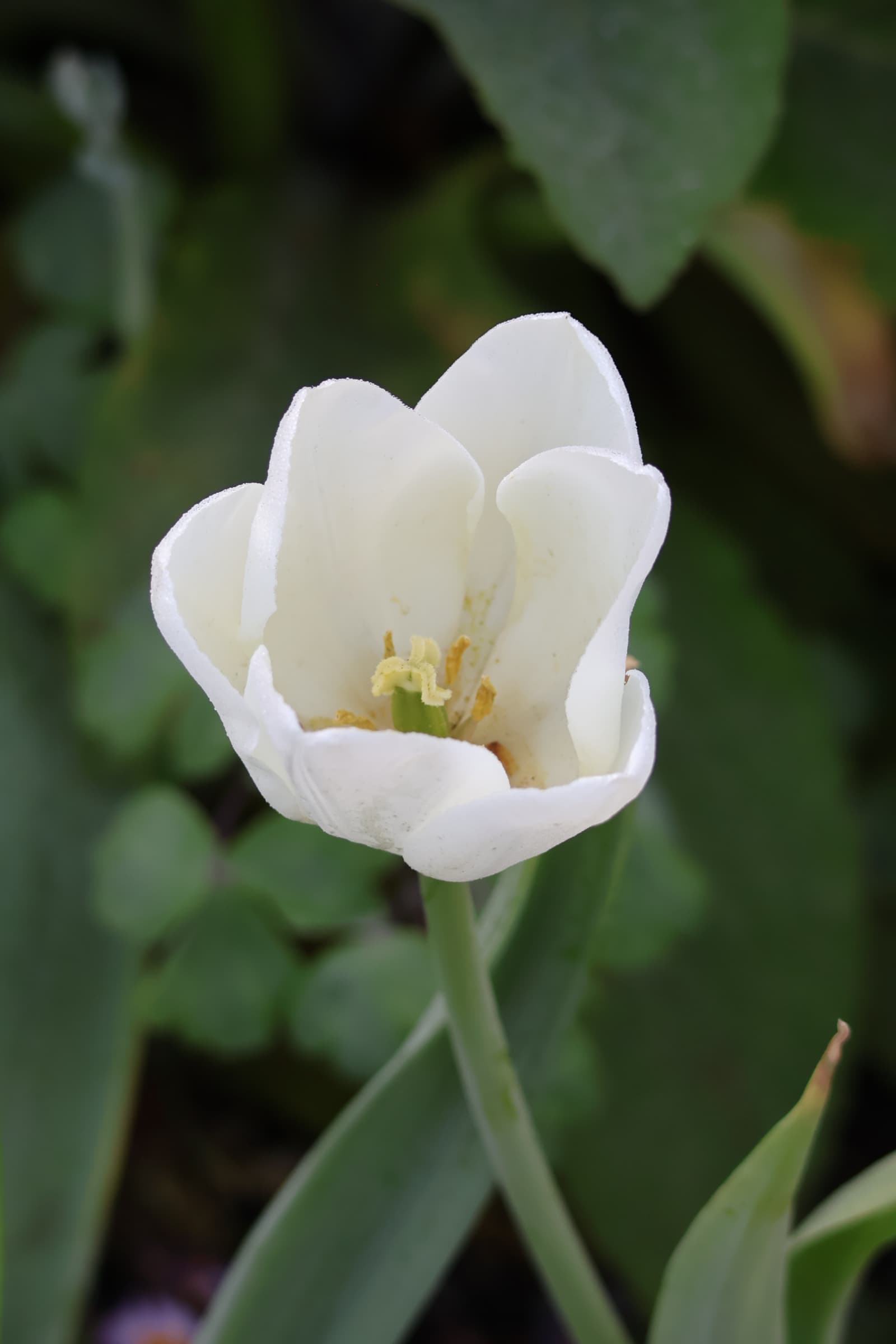 Flower 308