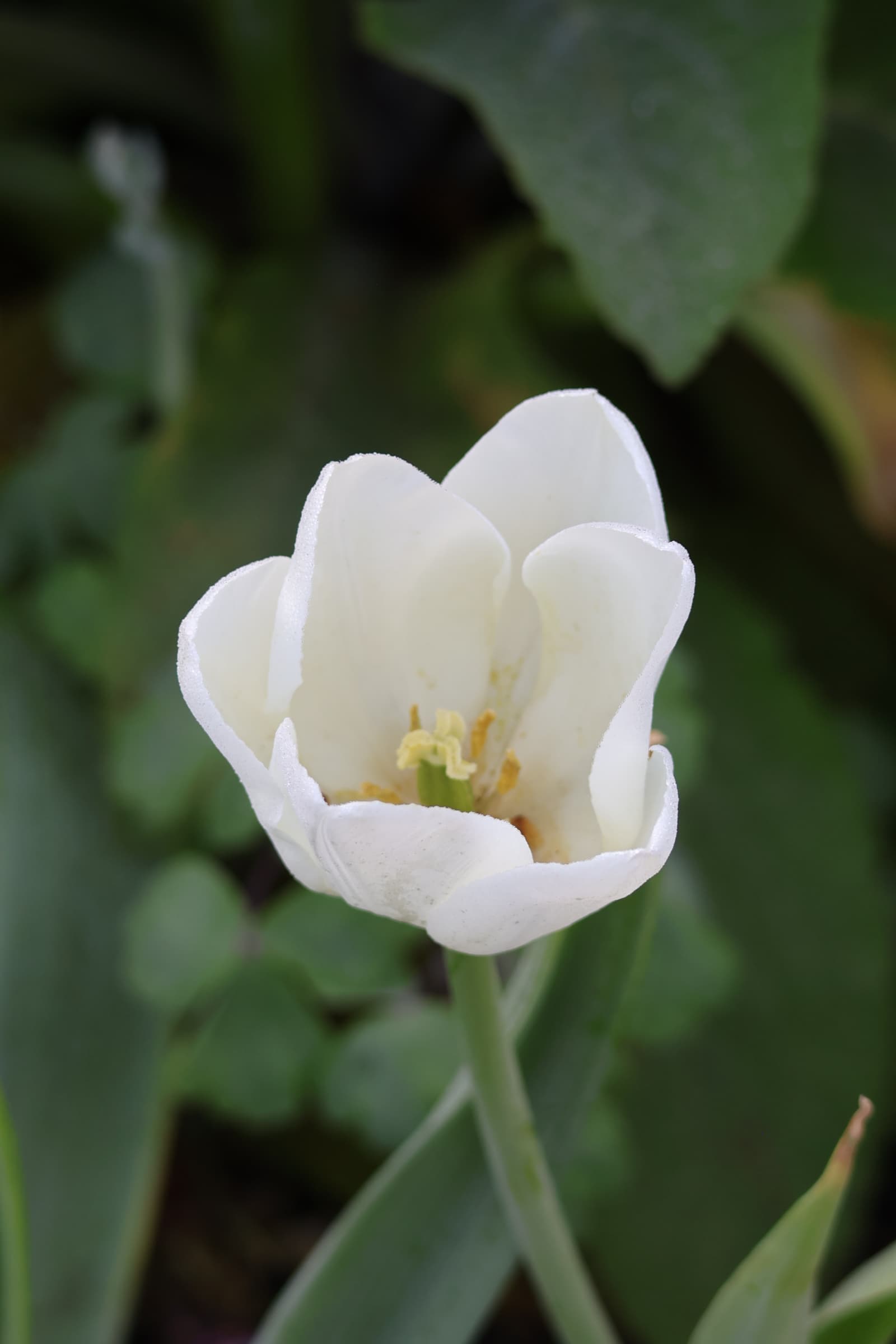 Flower 204