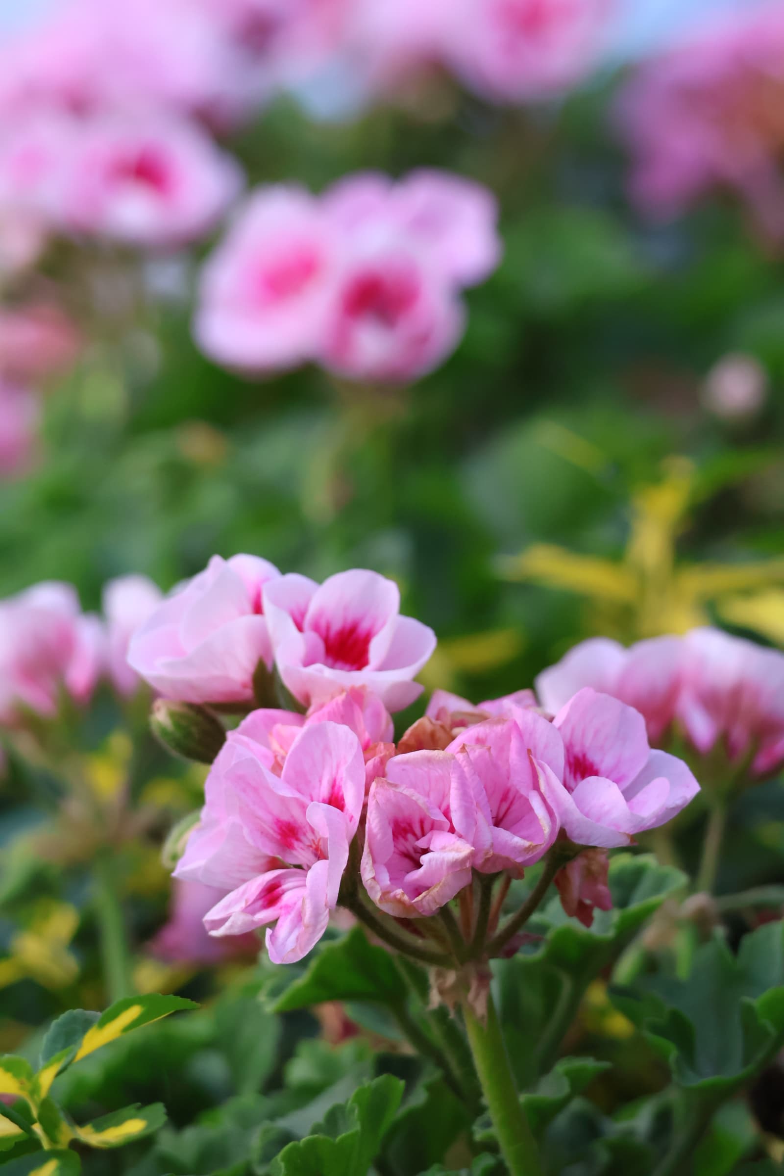 Flower 545