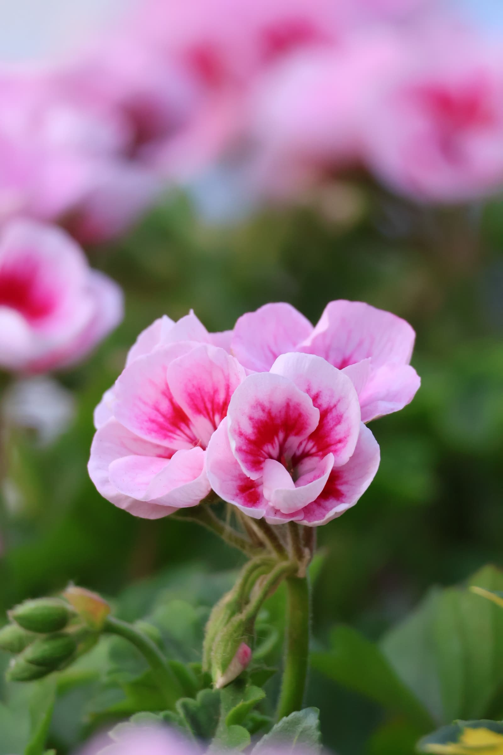 Flower 255