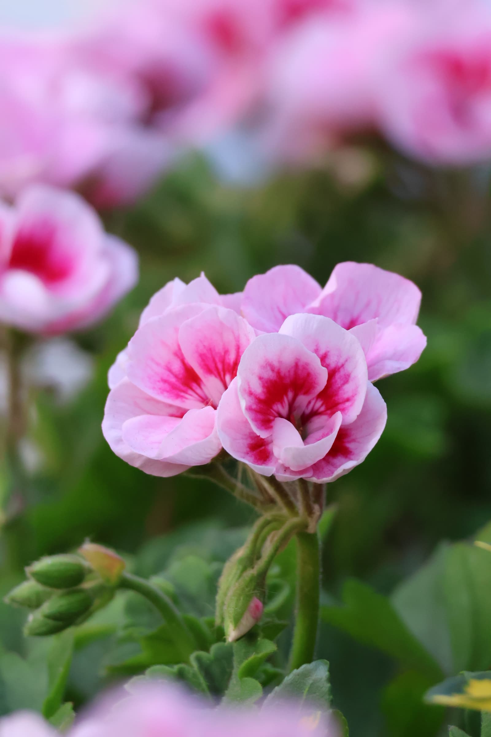Flower 364