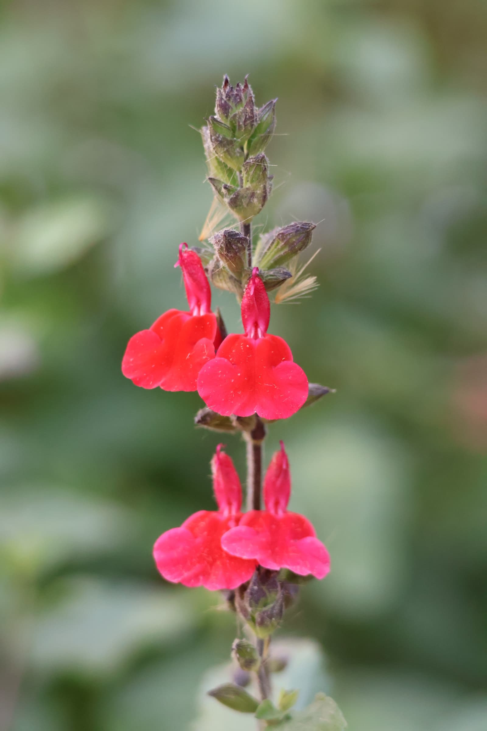Flower 227