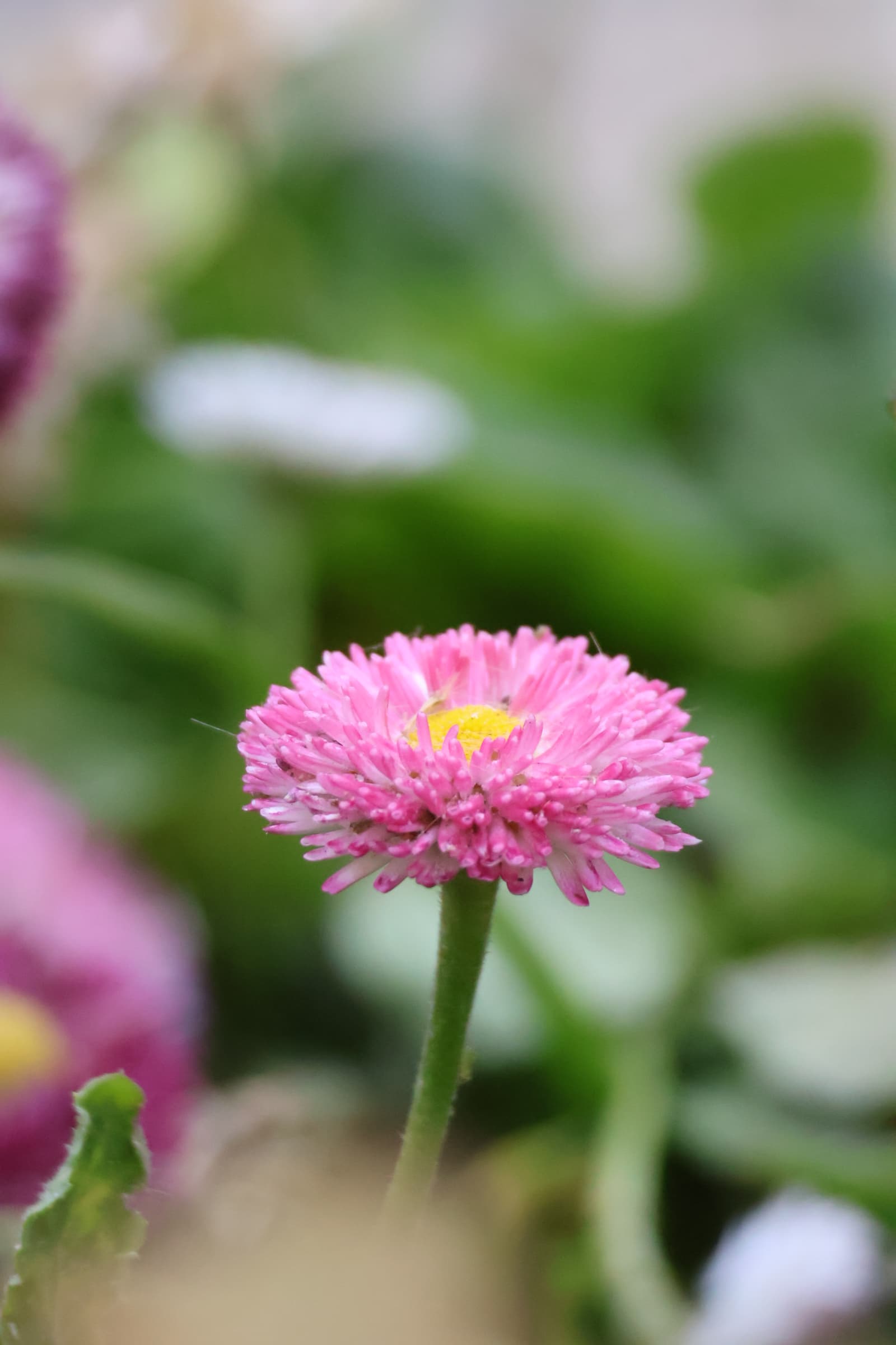 Flower 284