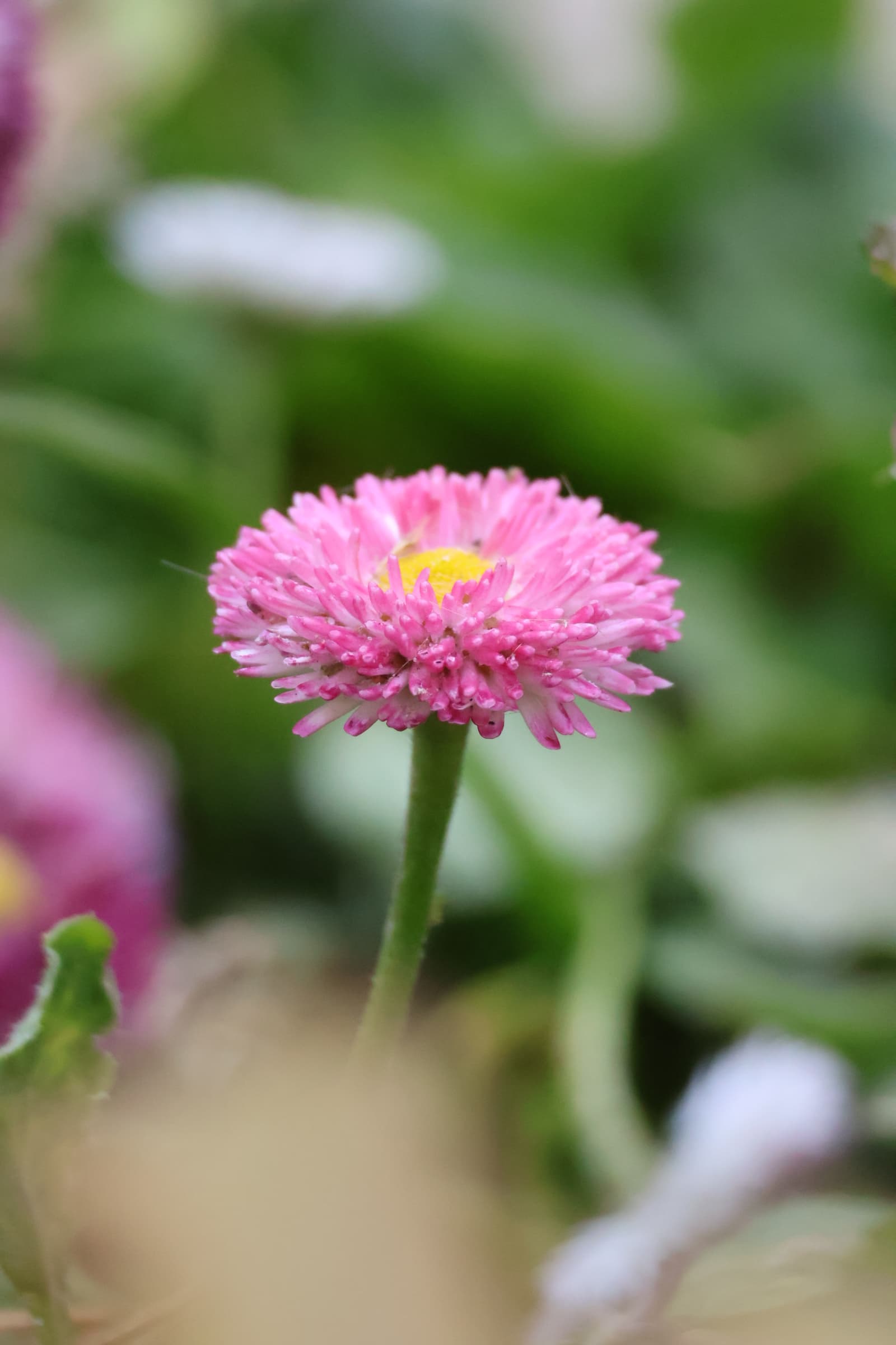 Flower 425