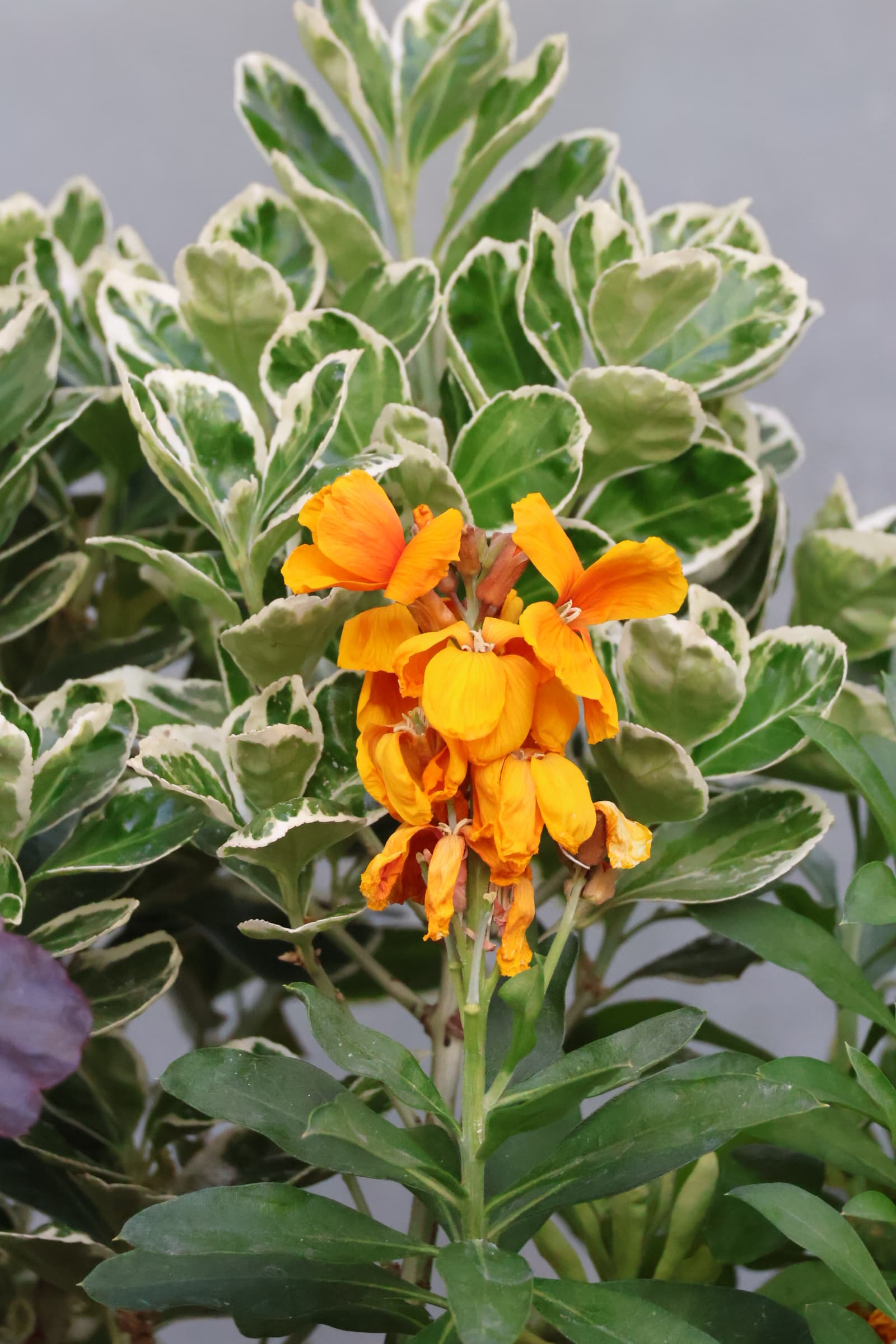 Flower 84