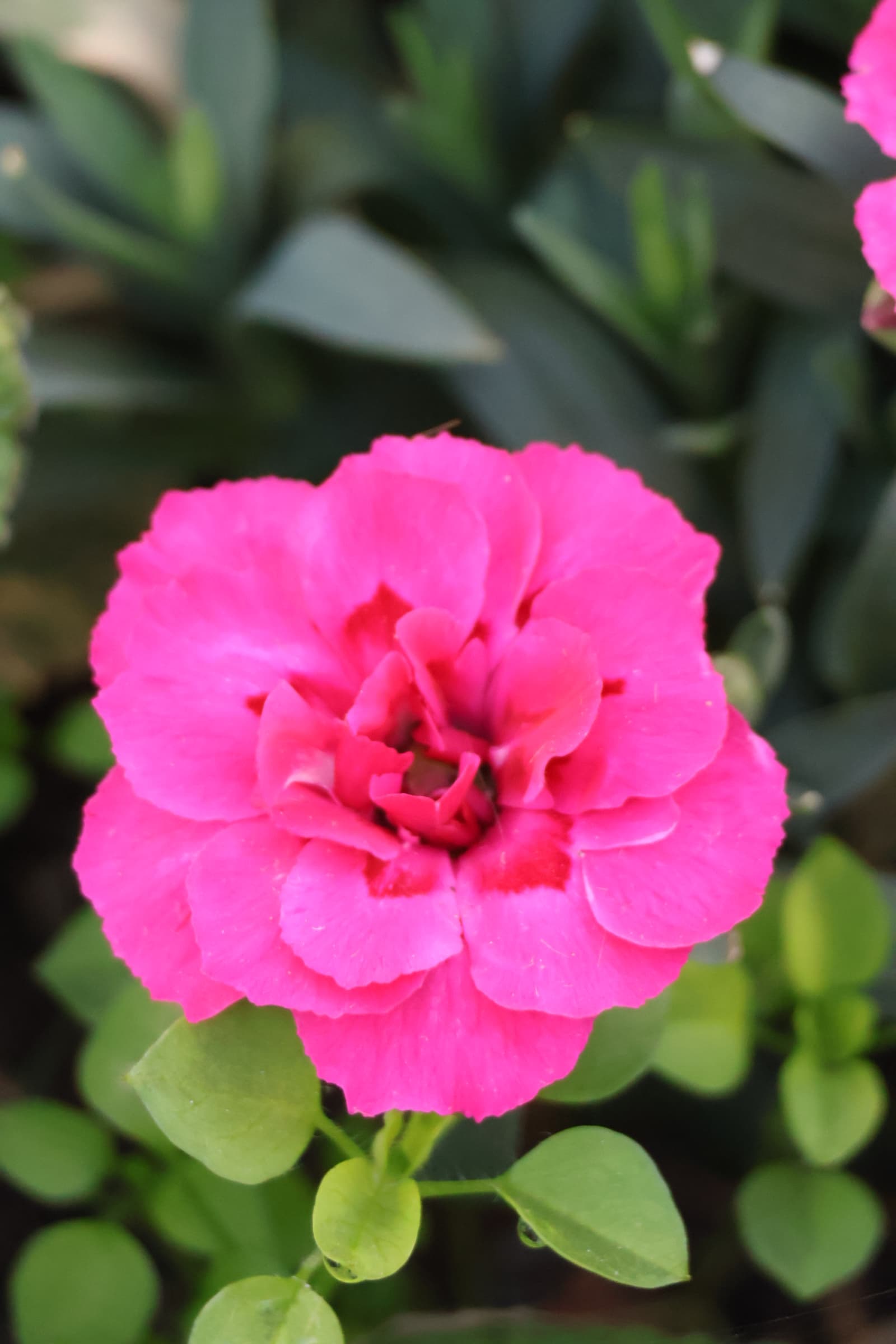 Flower 505