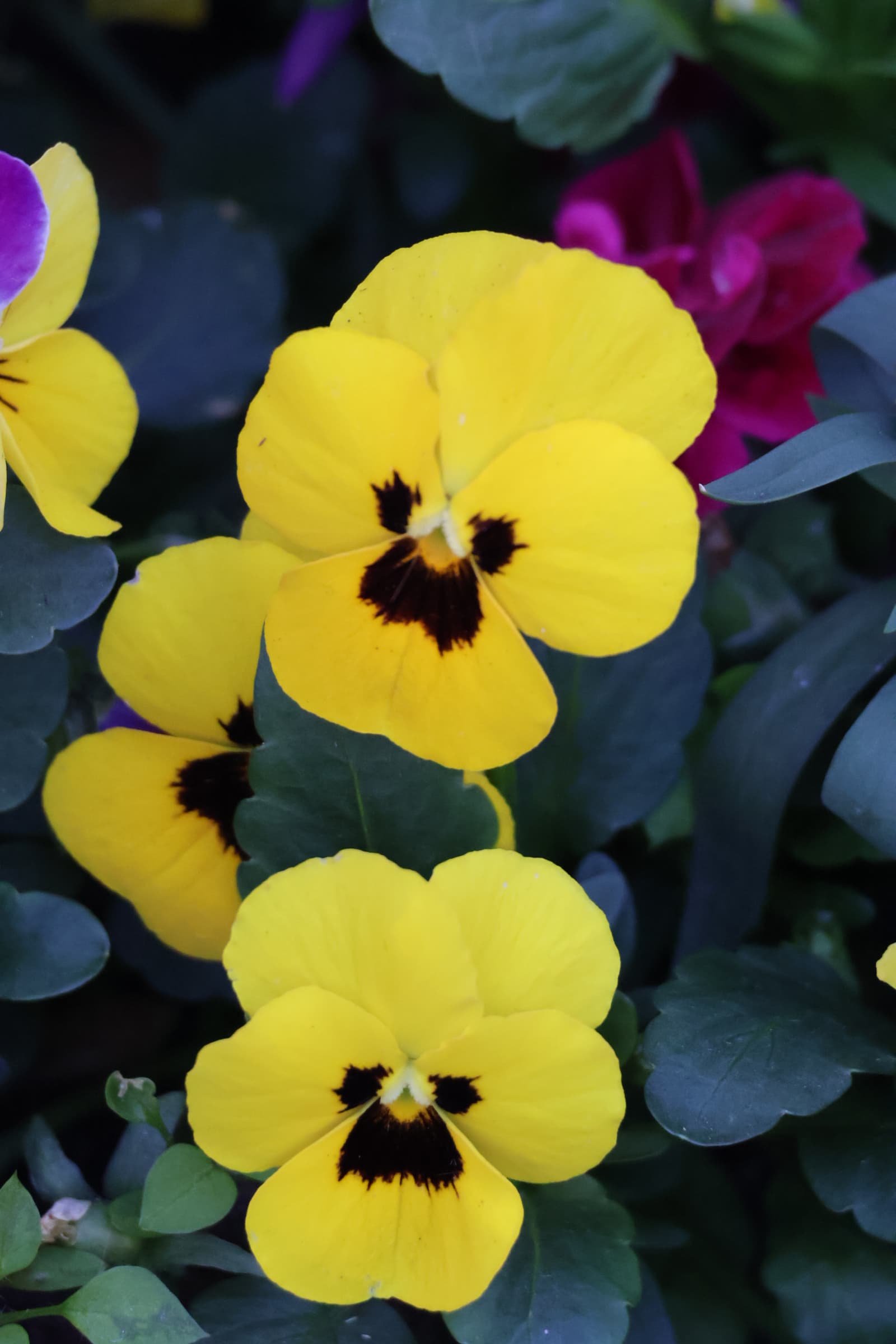 Flower 155