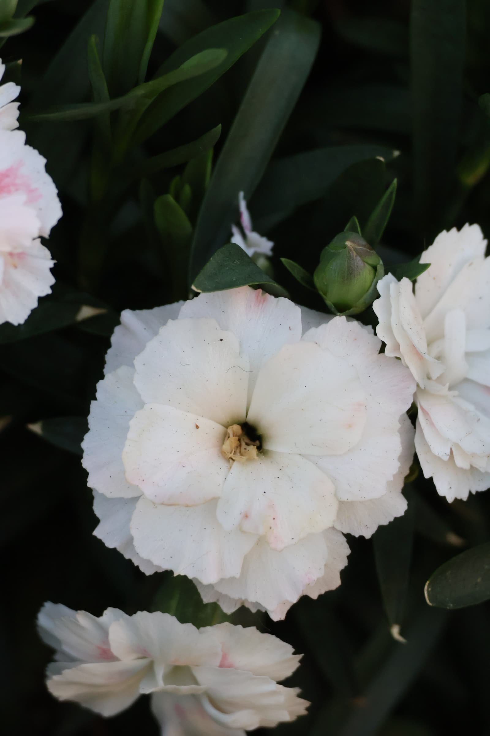 Flower 34