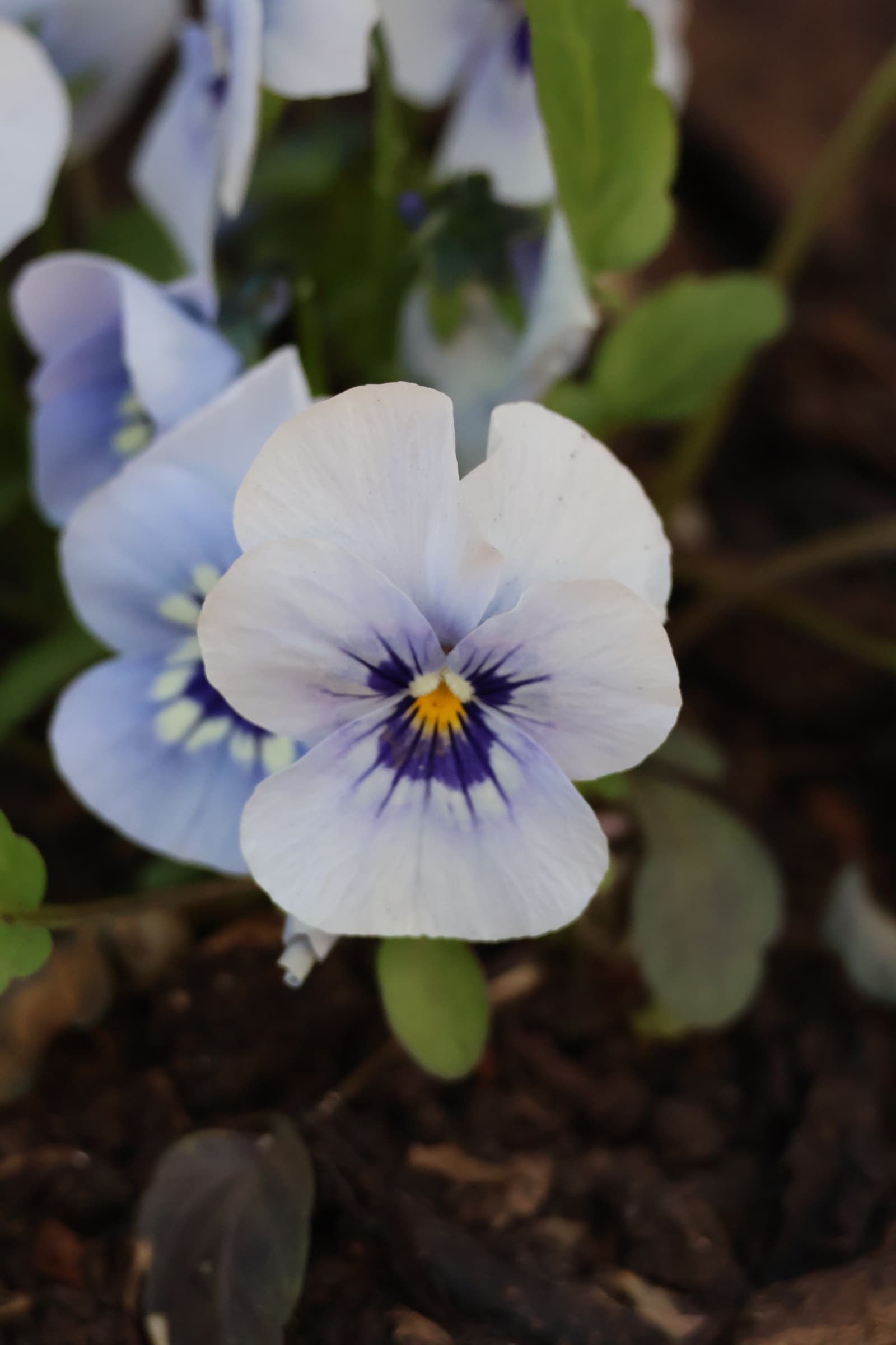 Flower 494