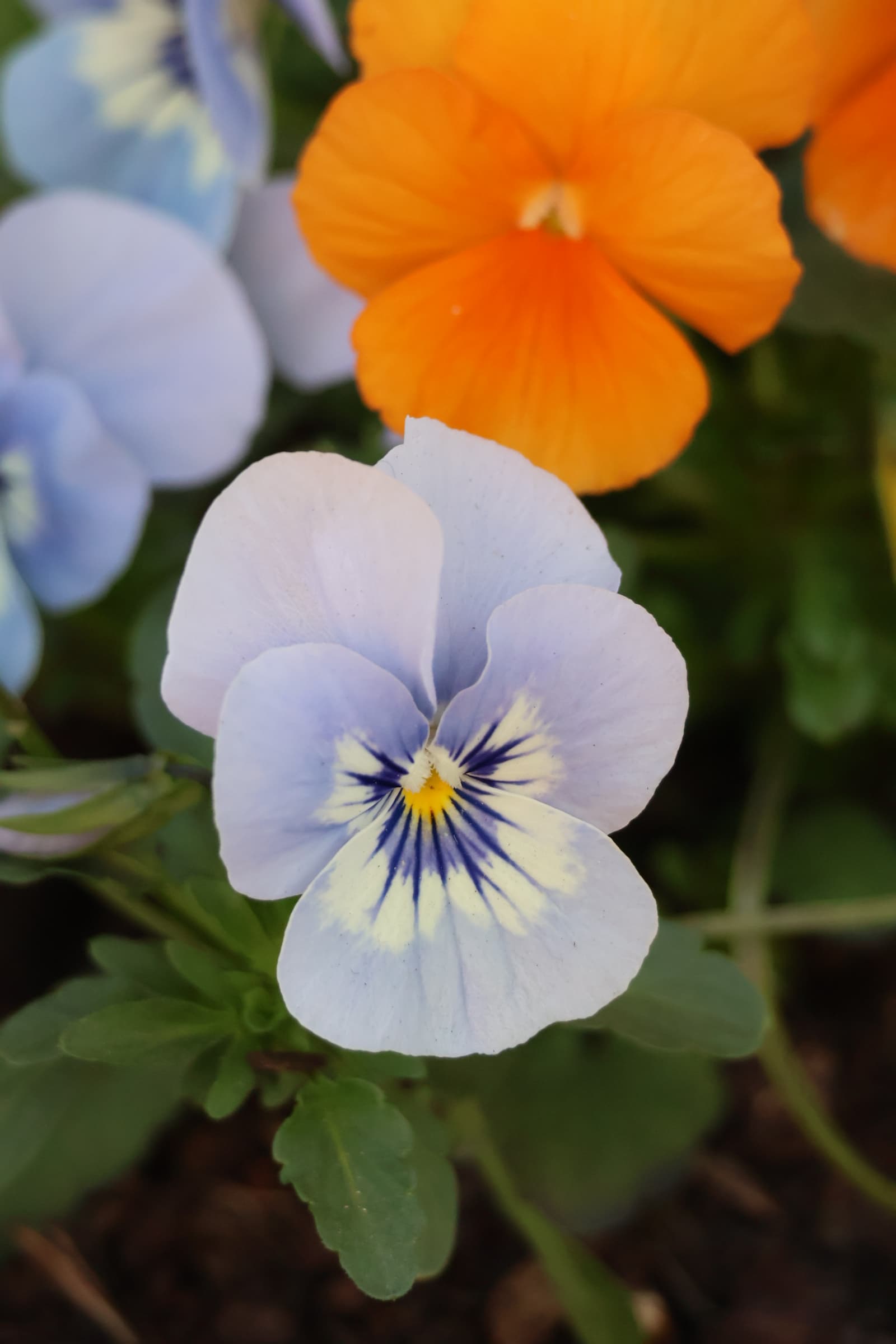 Flower 351