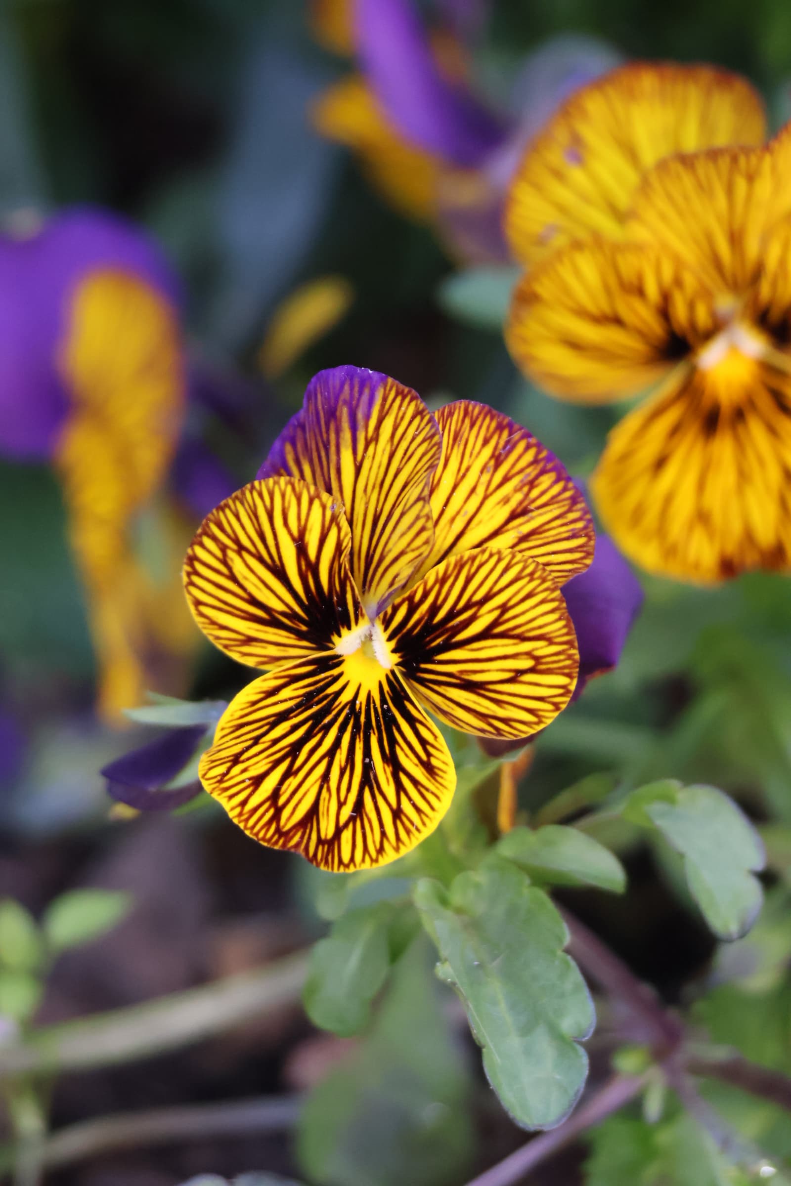 Flower 257