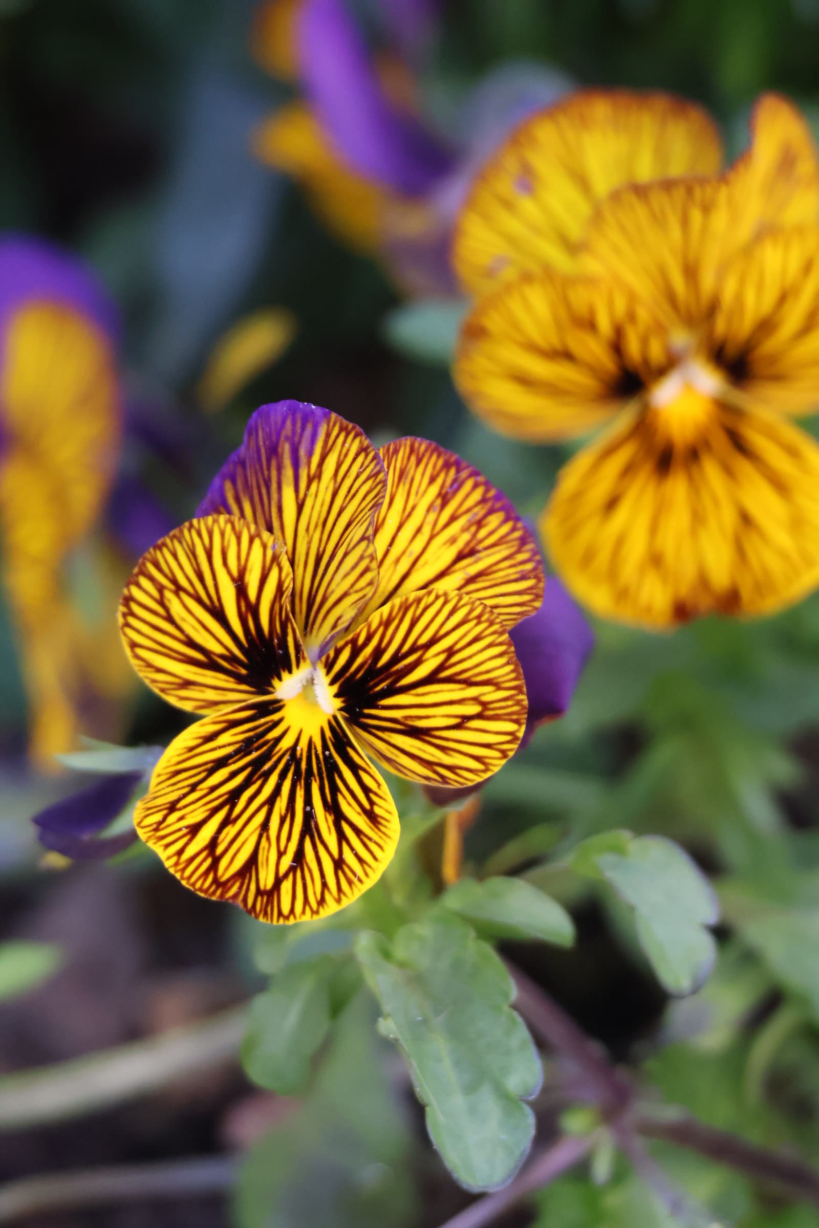 Flower 270