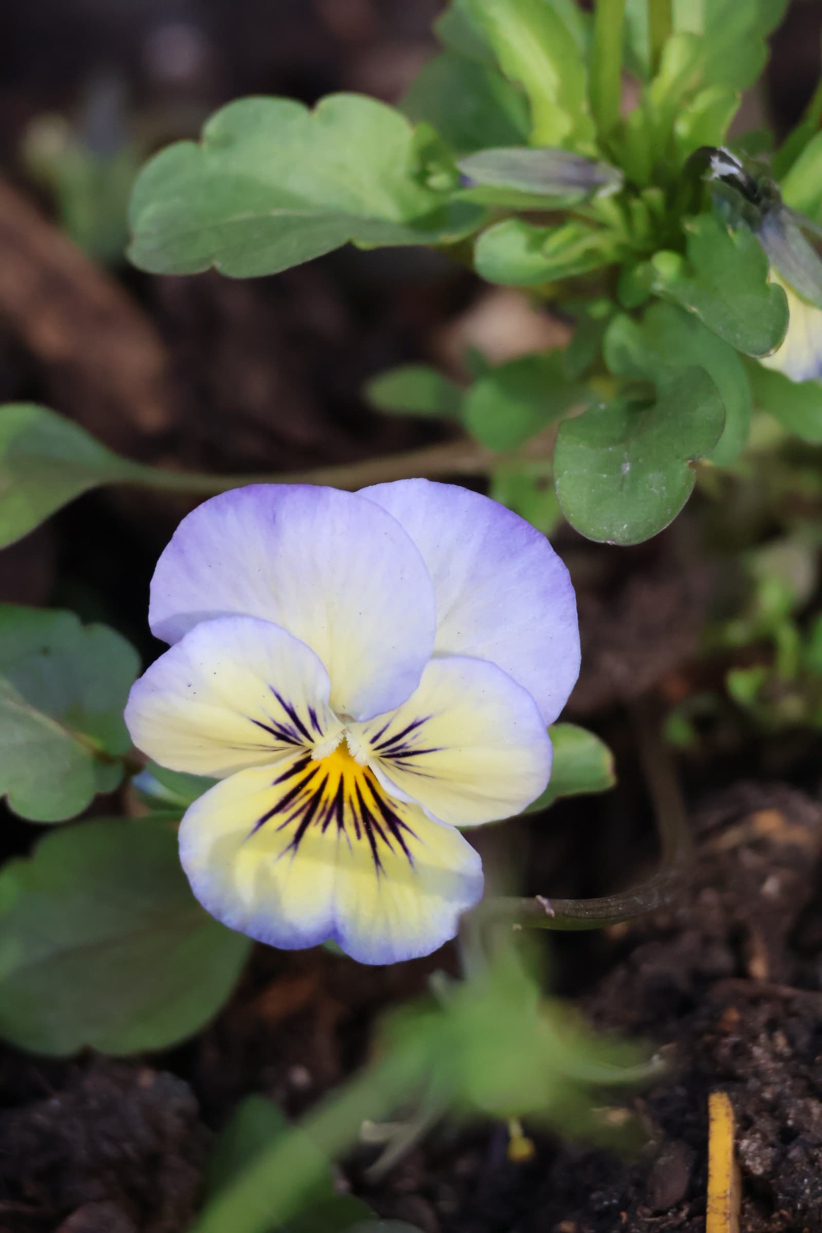 Flower 479